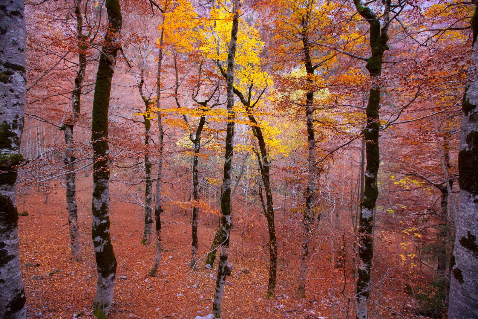 Autumn forest in Pyrenees Valle de Ordesa Huesca Spain by lunamarina