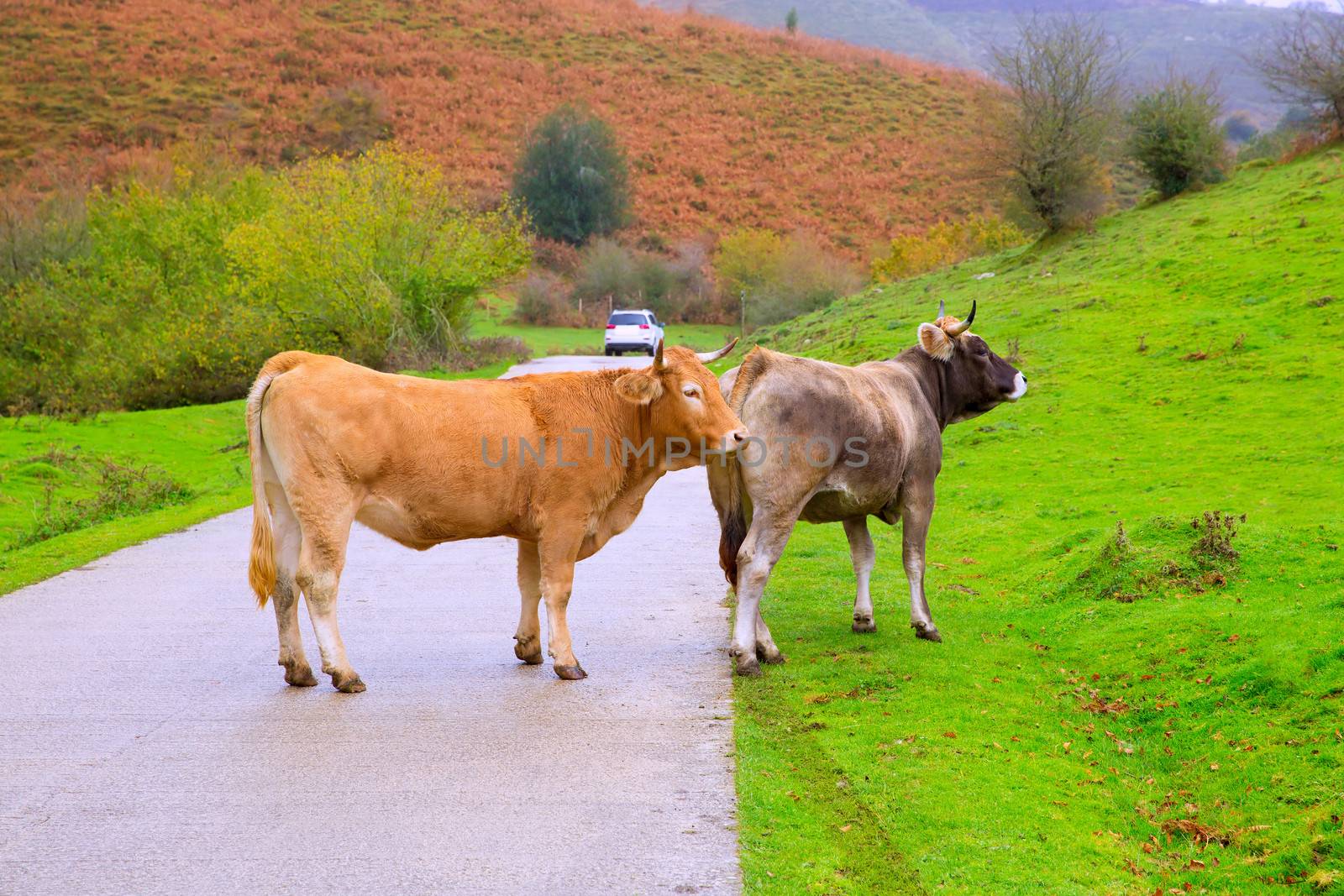 Cows in a Pyrenees road of Irati jungle at Navarra Spain by lunamarina