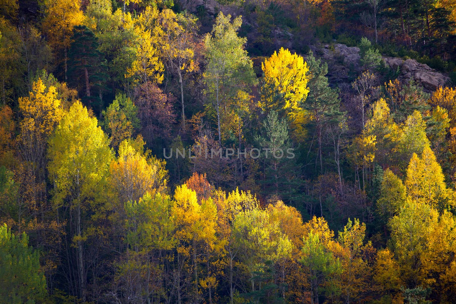 Autumn forest in Pyrenees Valle de Ordesa Huesca Spain by lunamarina