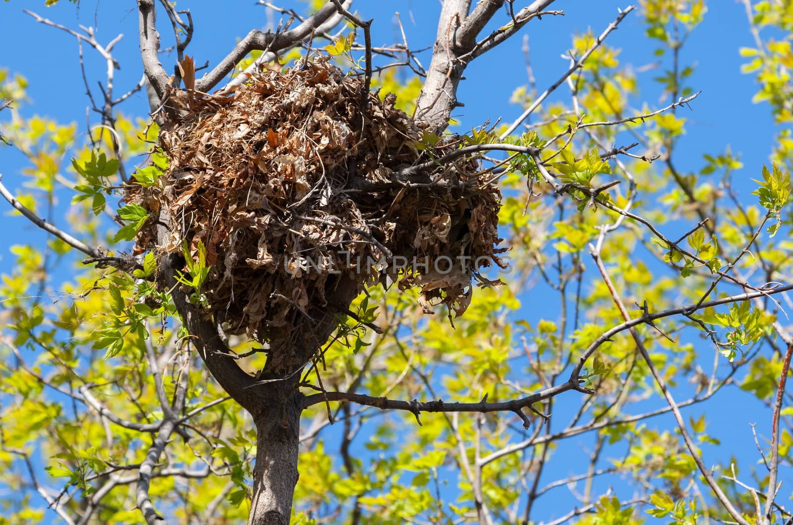 Tree squirrel nest high up in a leafy tree.