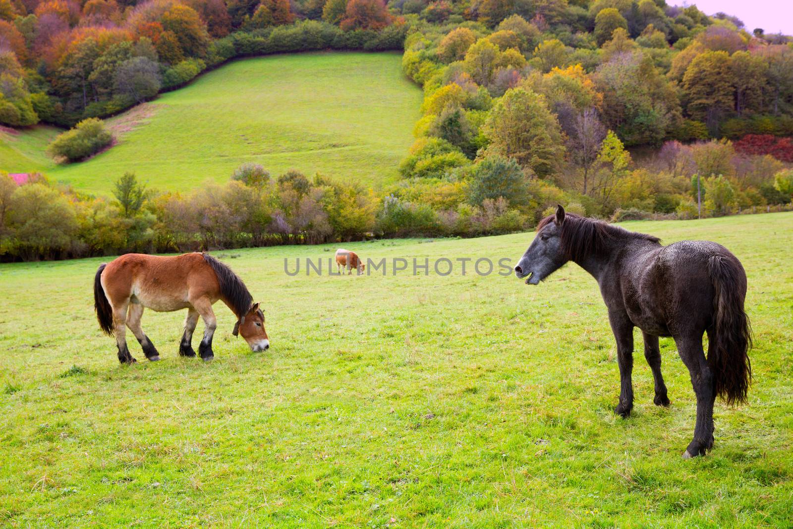 Horses and cows grazing in Pyrenees meadows at Spain by lunamarina