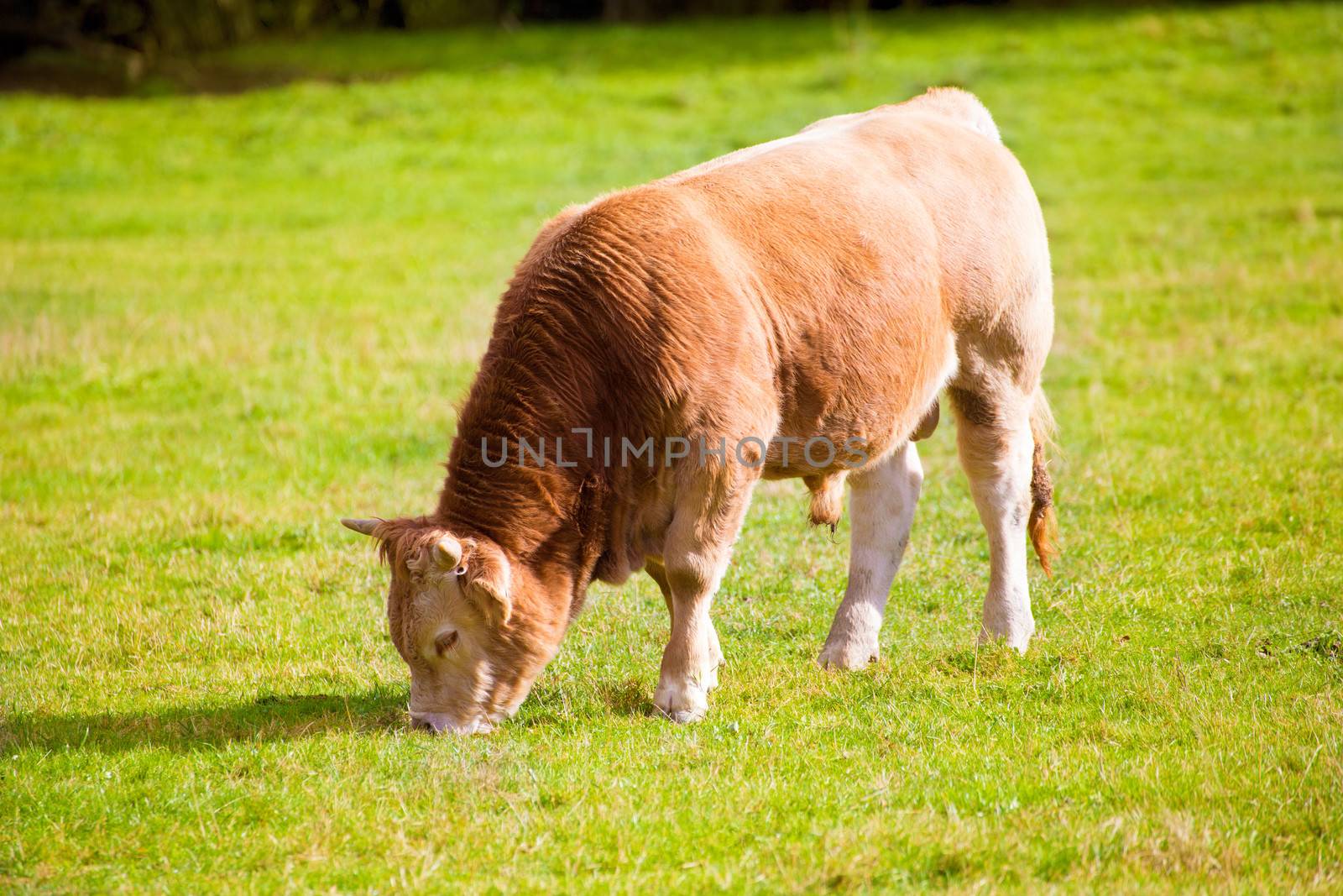 Cows grazing in Pyrenees green autumn meadows at Spain by lunamarina