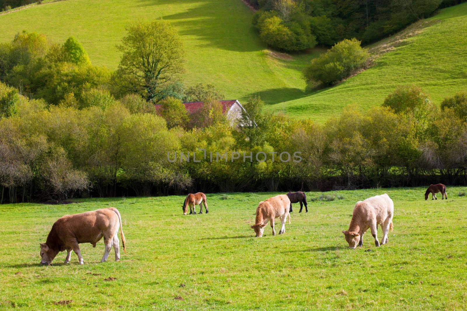 Cows grazing in Pyrenees green autumn meadows at Spain by lunamarina