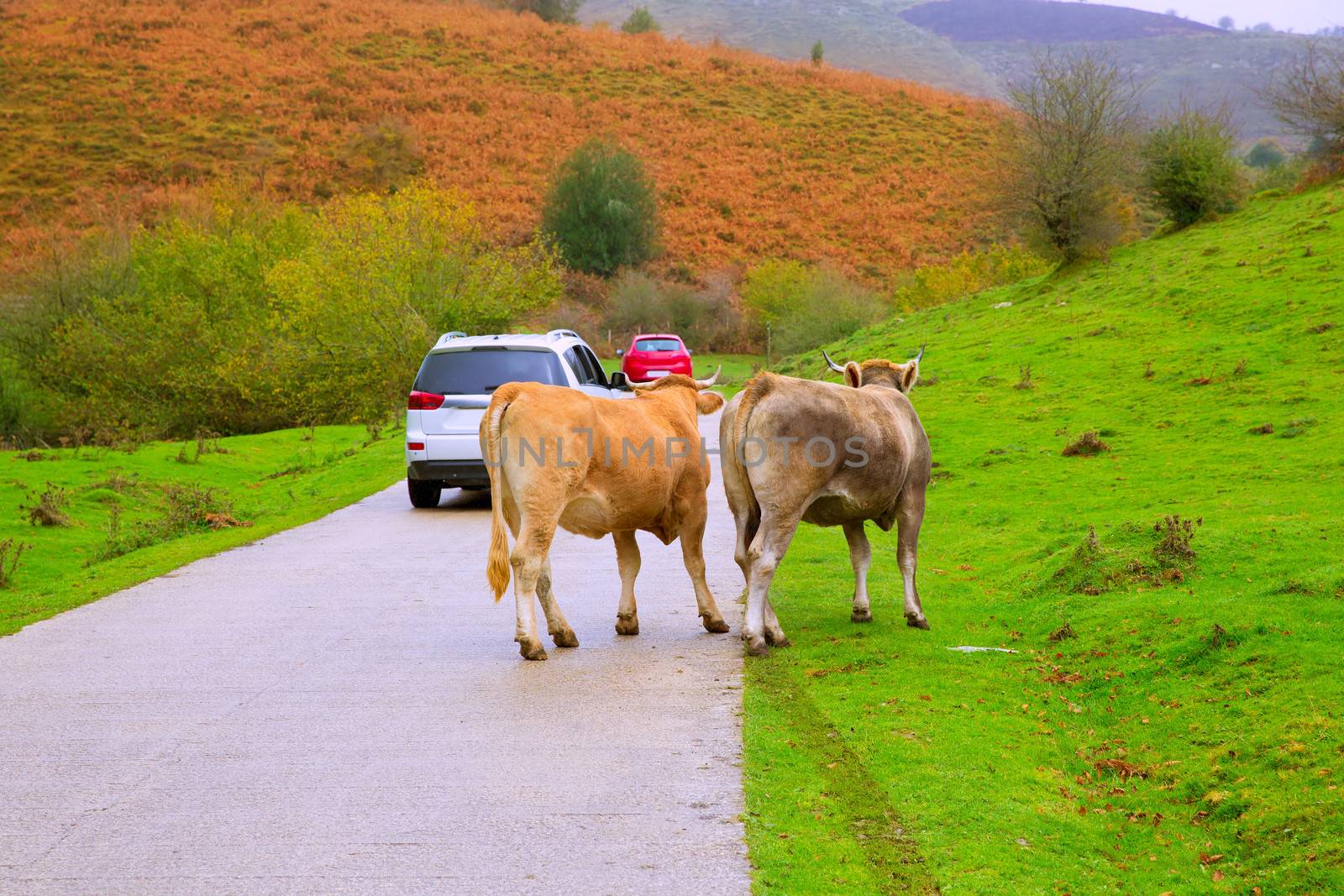 Cows couple in a Pyrenees road of Irati jungle at Navarra Spain