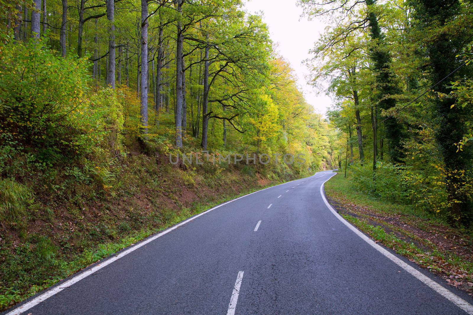 Pyrenees curve road in forest of Spain