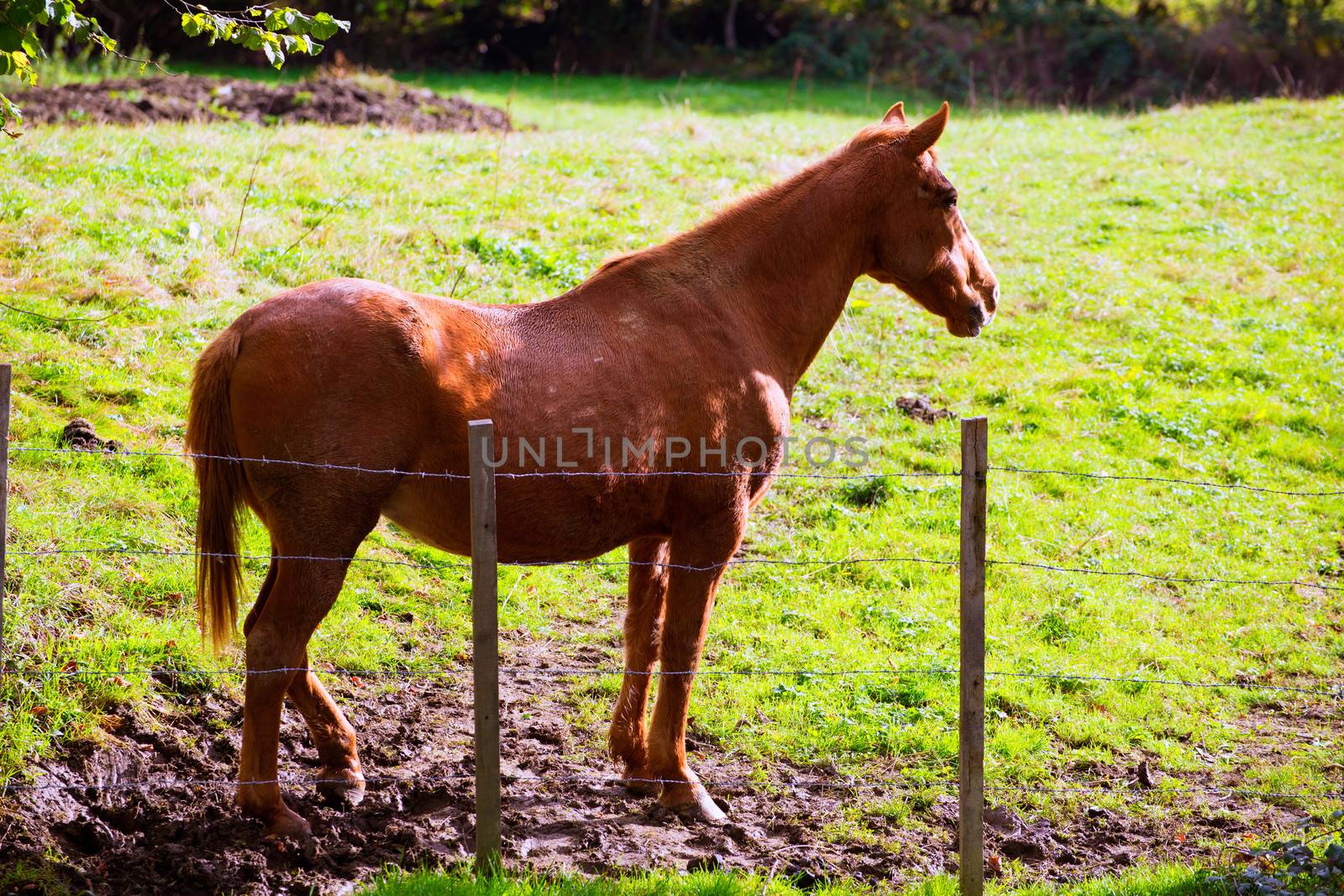 Brown horse near fence in Navarra meadow near Pyrenees by lunamarina