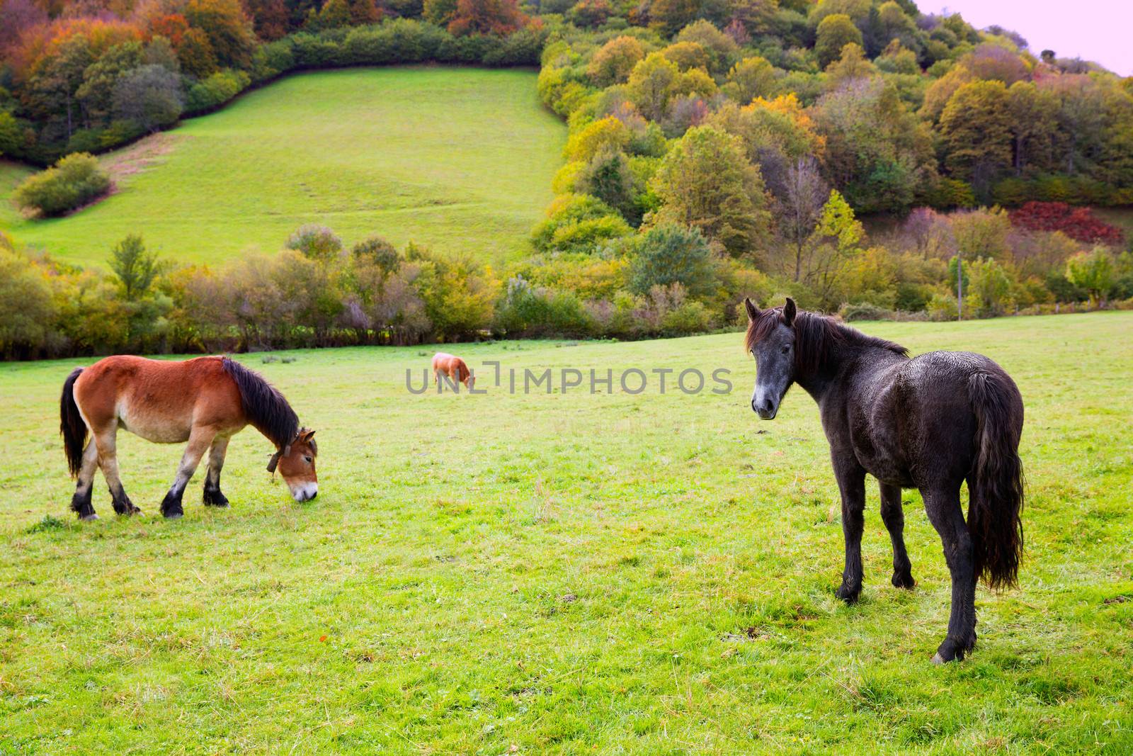 Horses and cows grazing in Pyrenees green autumn meadows at Spain