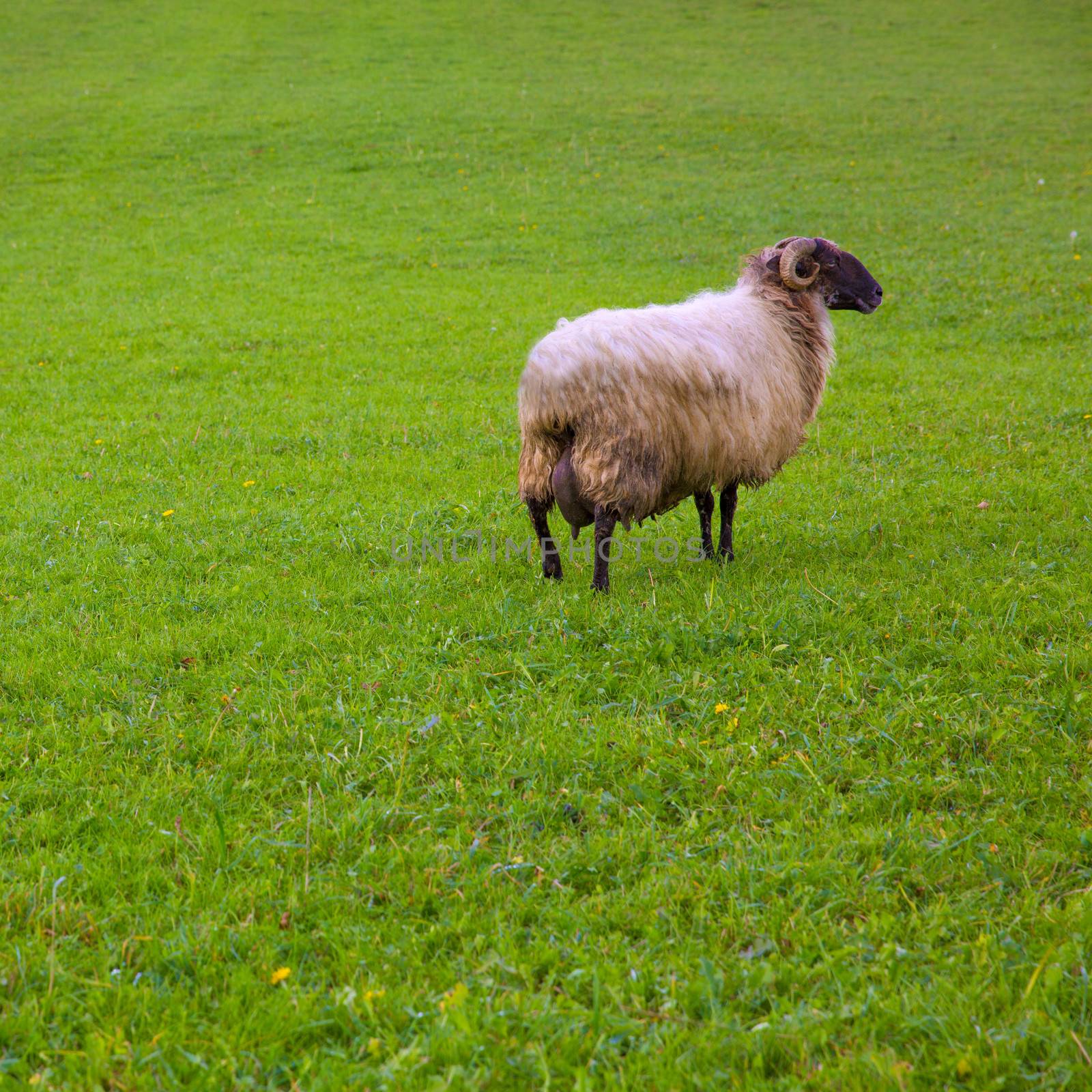 Latxa sheep in Pyrenees of Navarra grazing in meadow by lunamarina