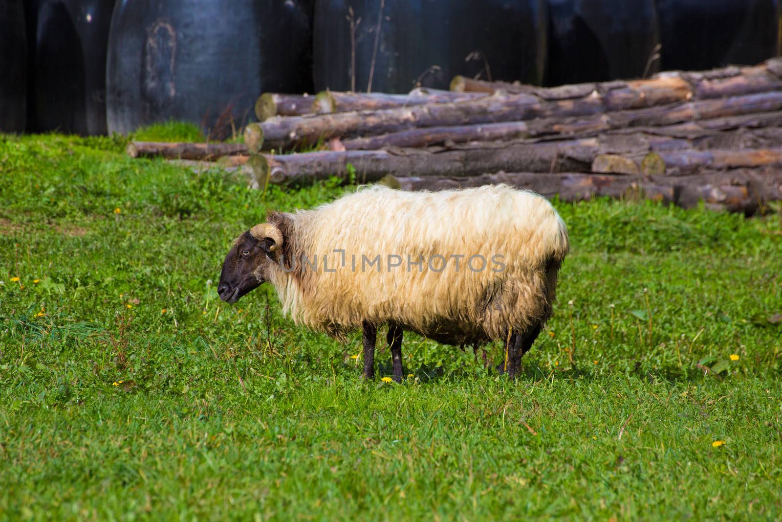 Latxa sheep in Pyrenees of Navarra grazing in meadow by lunamarina