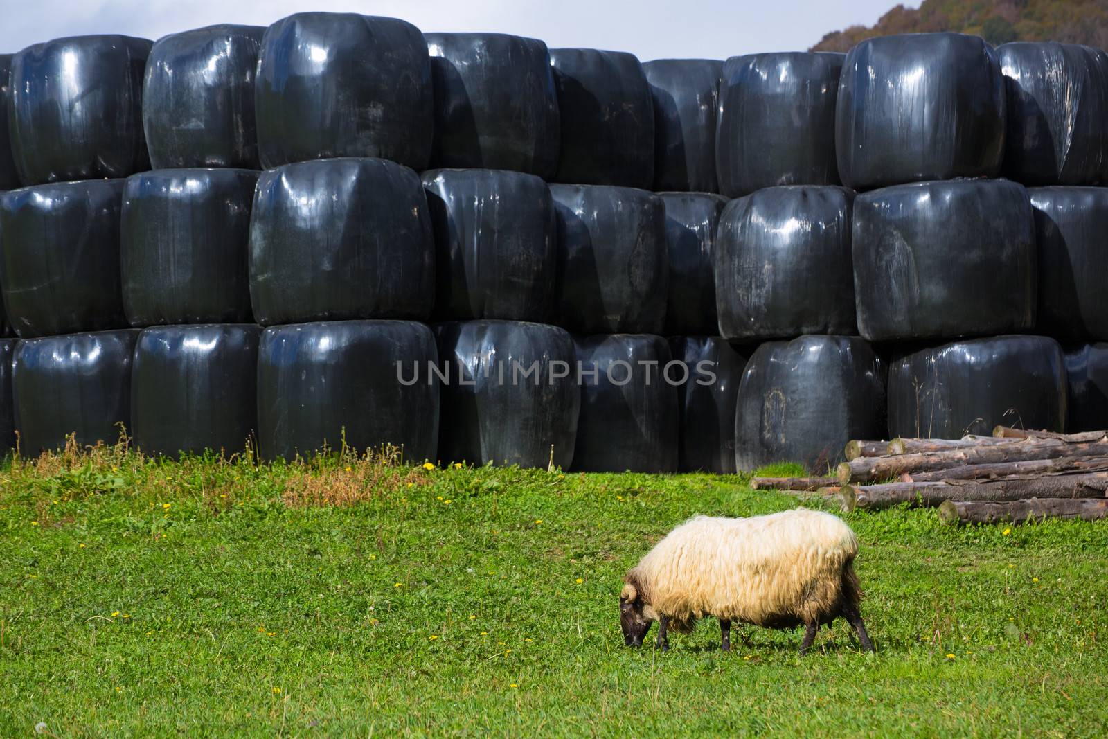 Latxa sheep in Pyrenees of Navarra grazing in meadow by lunamarina