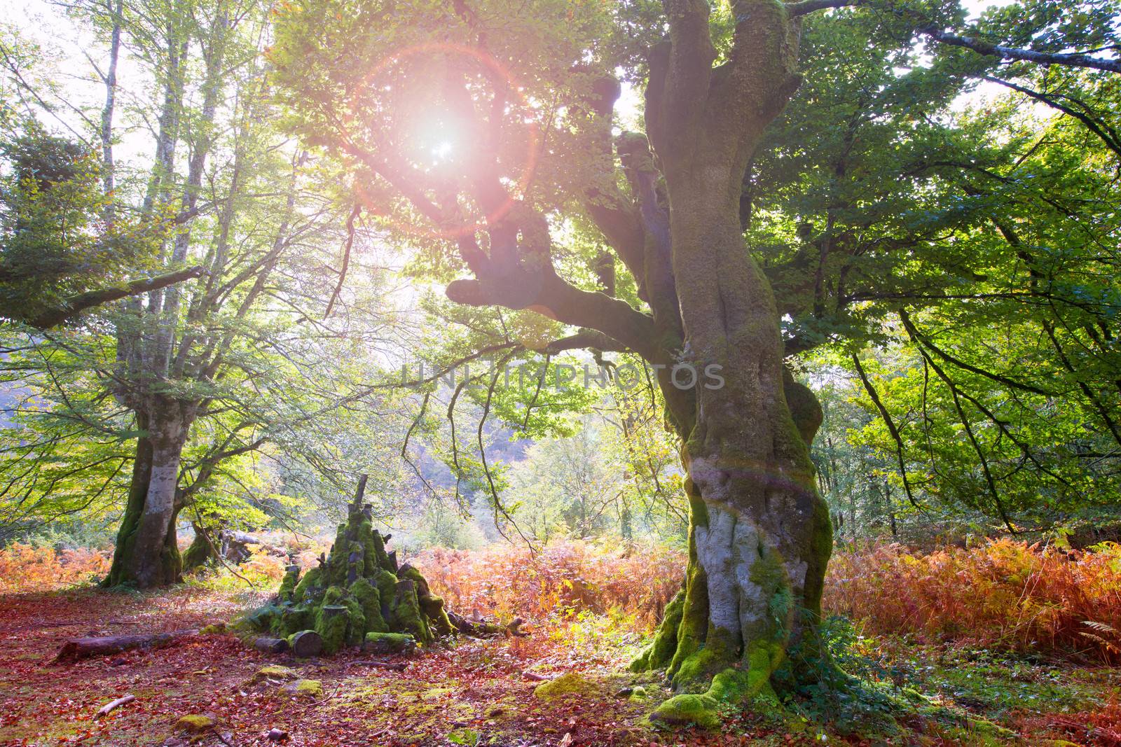 Autumn Selva de Irati beech jungle in Navarra Pyrenees Spain by lunamarina