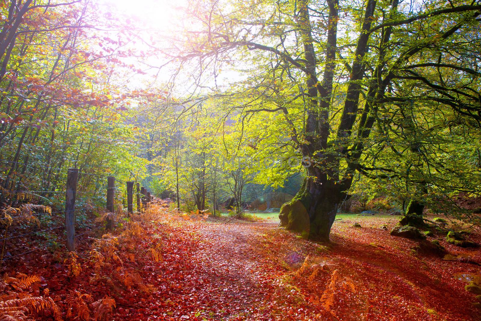 Autumn Selva de Irati fall beech jungle in Navarra Pyrenees of Spain