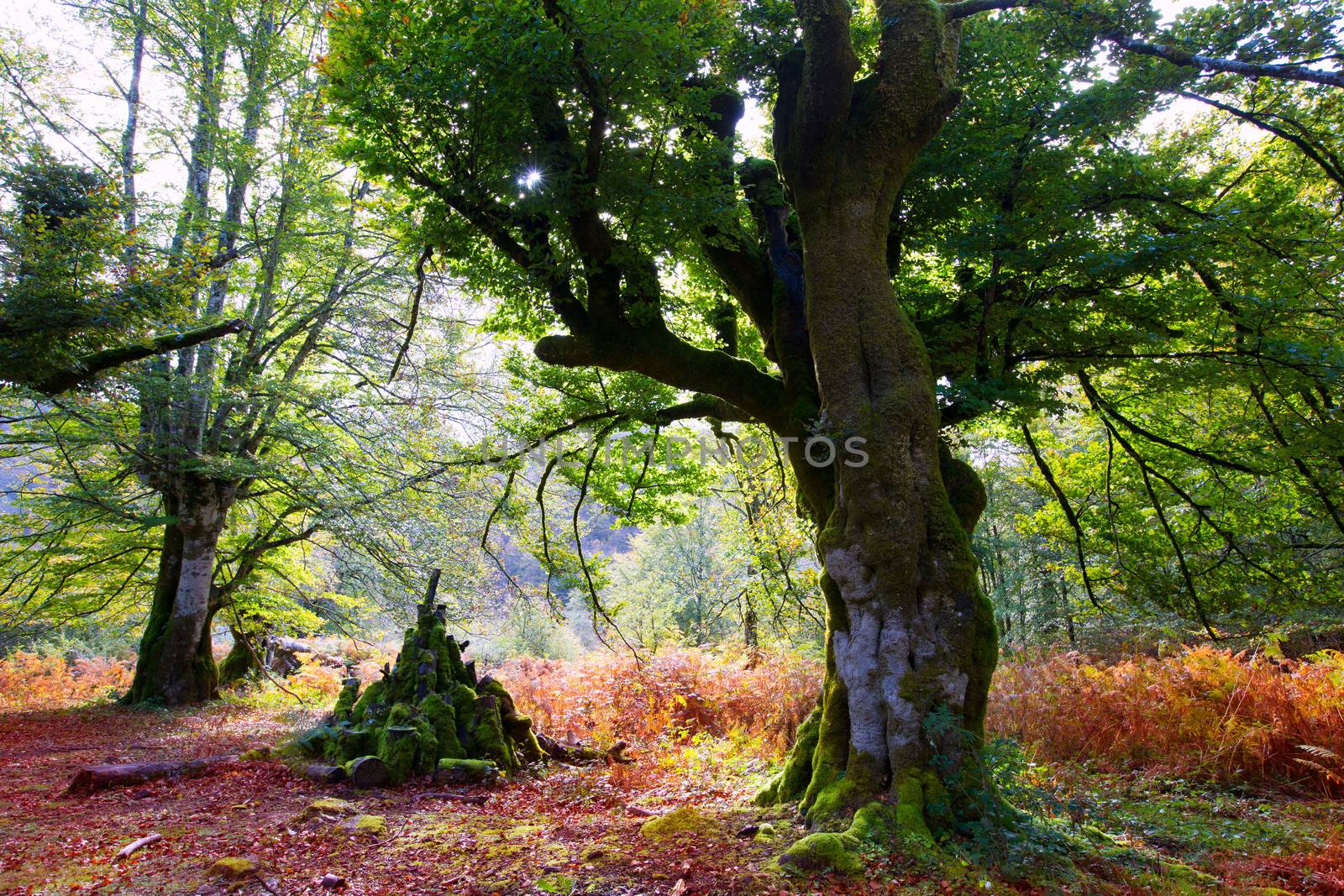 Autumn Selva de Irati fall beech jungle in Navarra Pyrenees of Spain