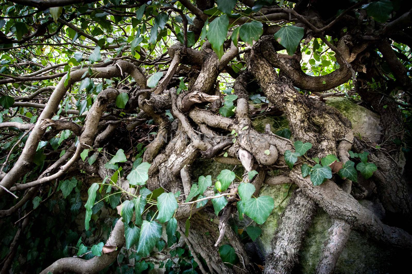 Tree roots by GekaSkr