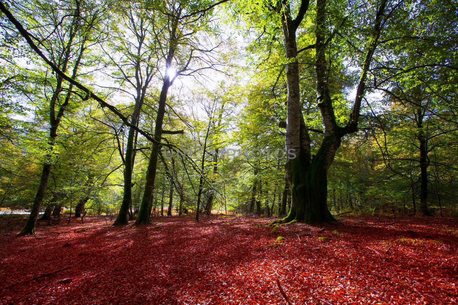 Autumn Selva de Irati beech jungle in Navarra Pyrenees Spain by lunamarina