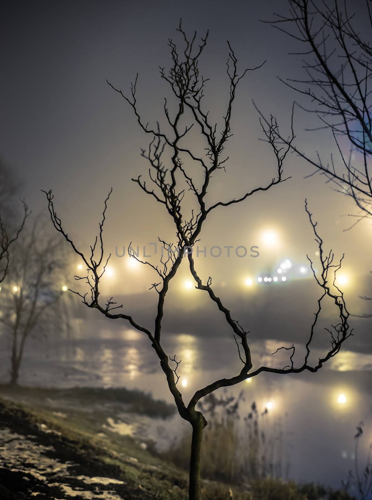 tree near the lake by GekaSkr