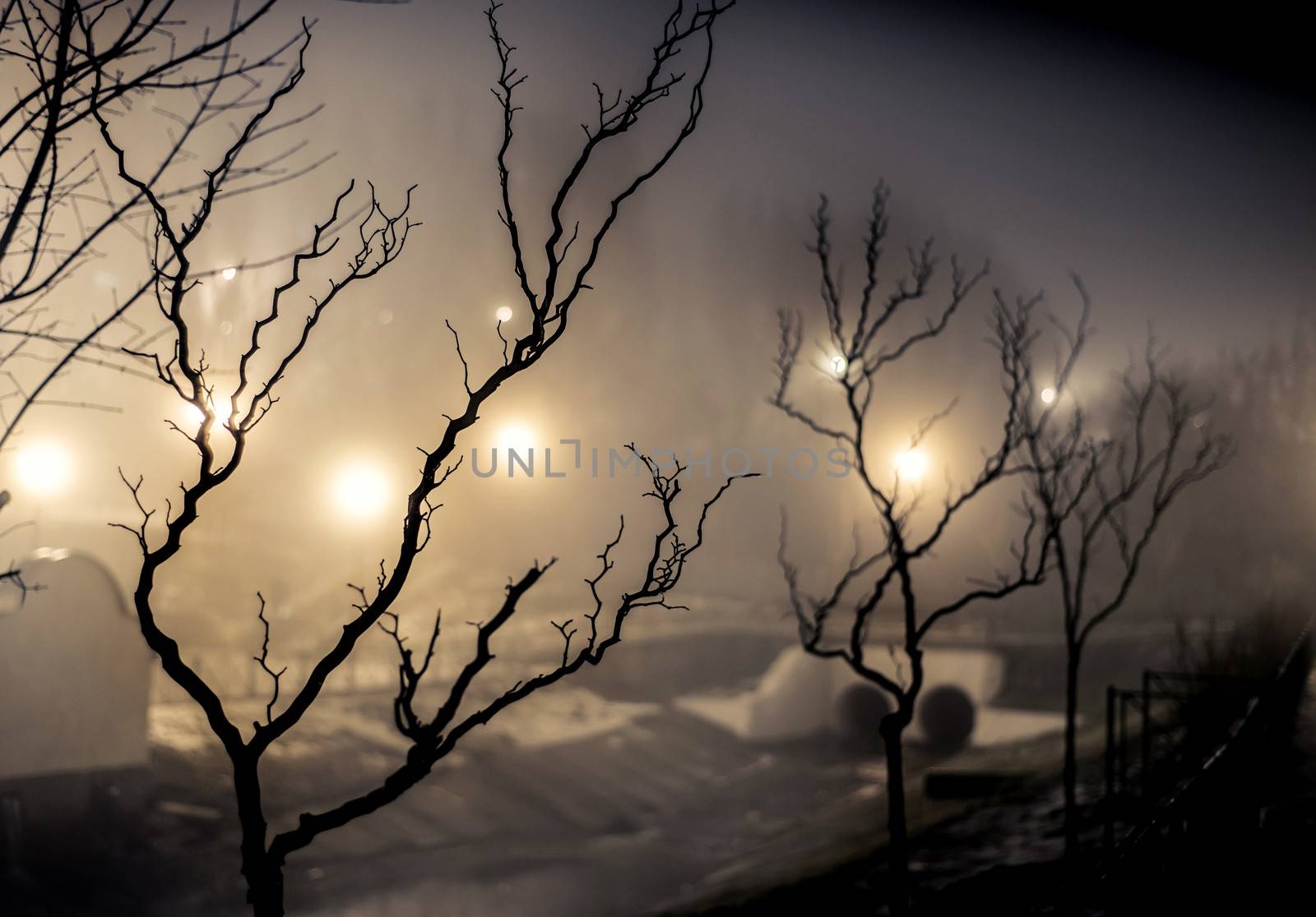 tree in a park at the night fog