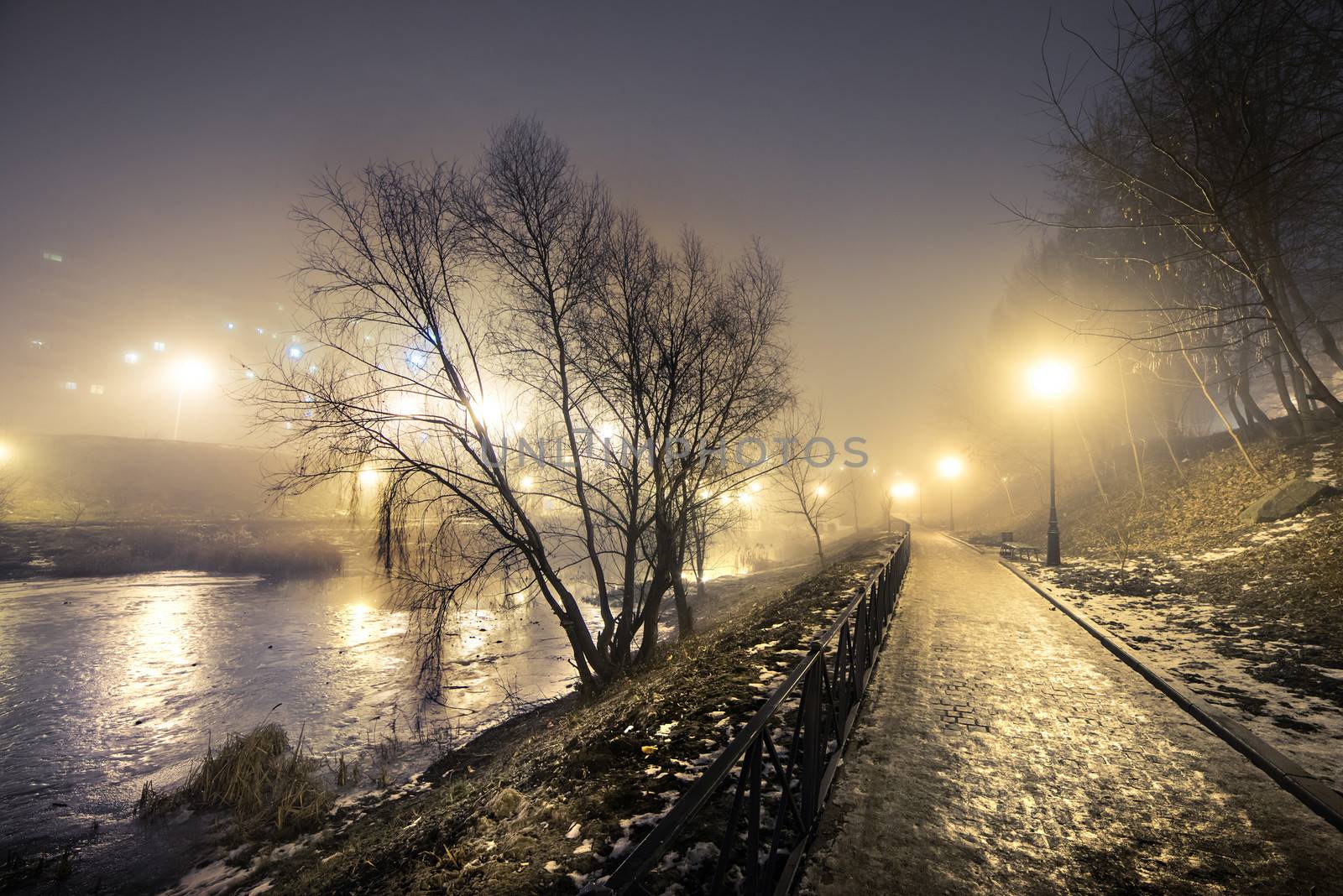 tree near the lake in night fog