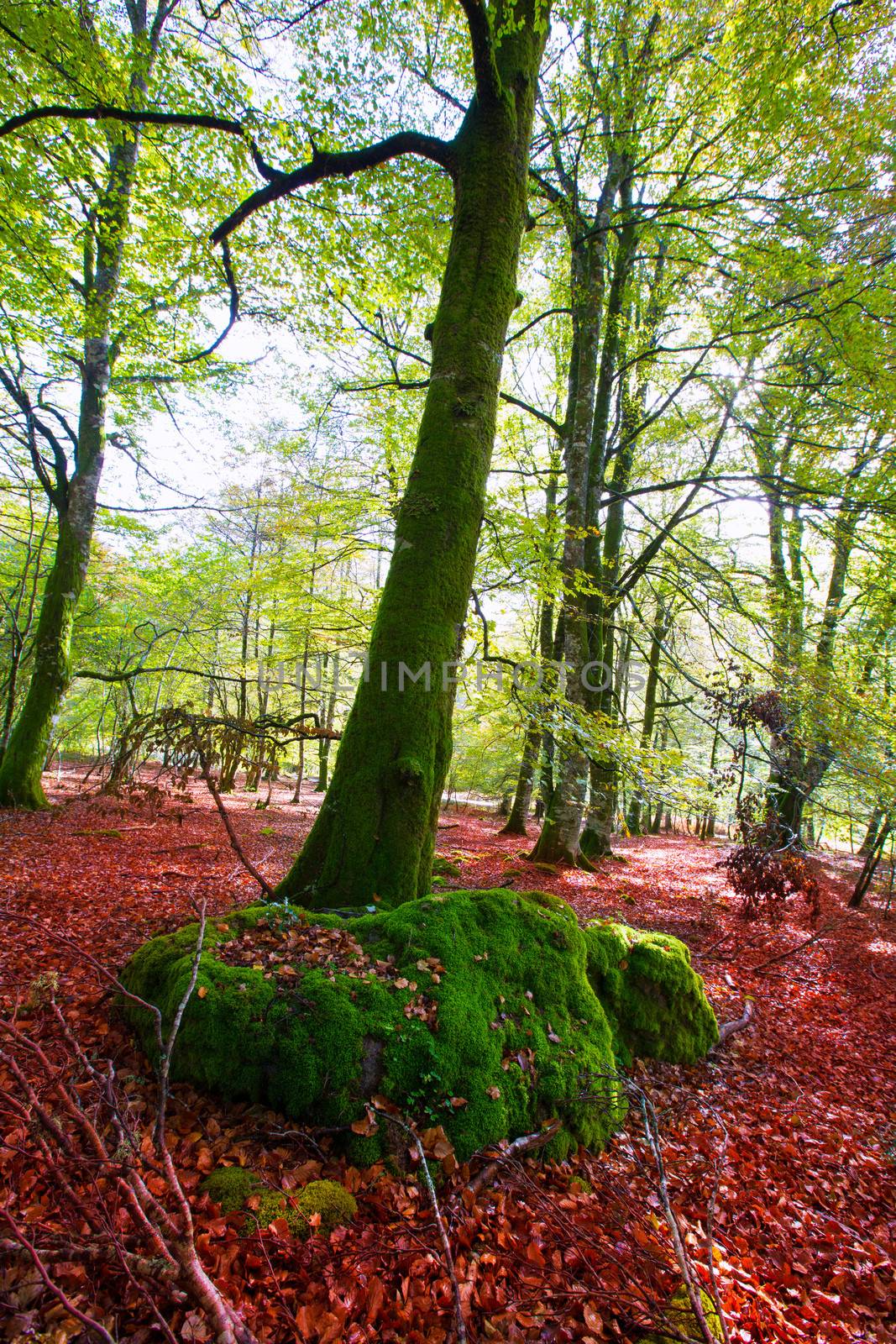 Autumn Selva de Irati beech jungle in Navarra Pyrenees Spain by lunamarina