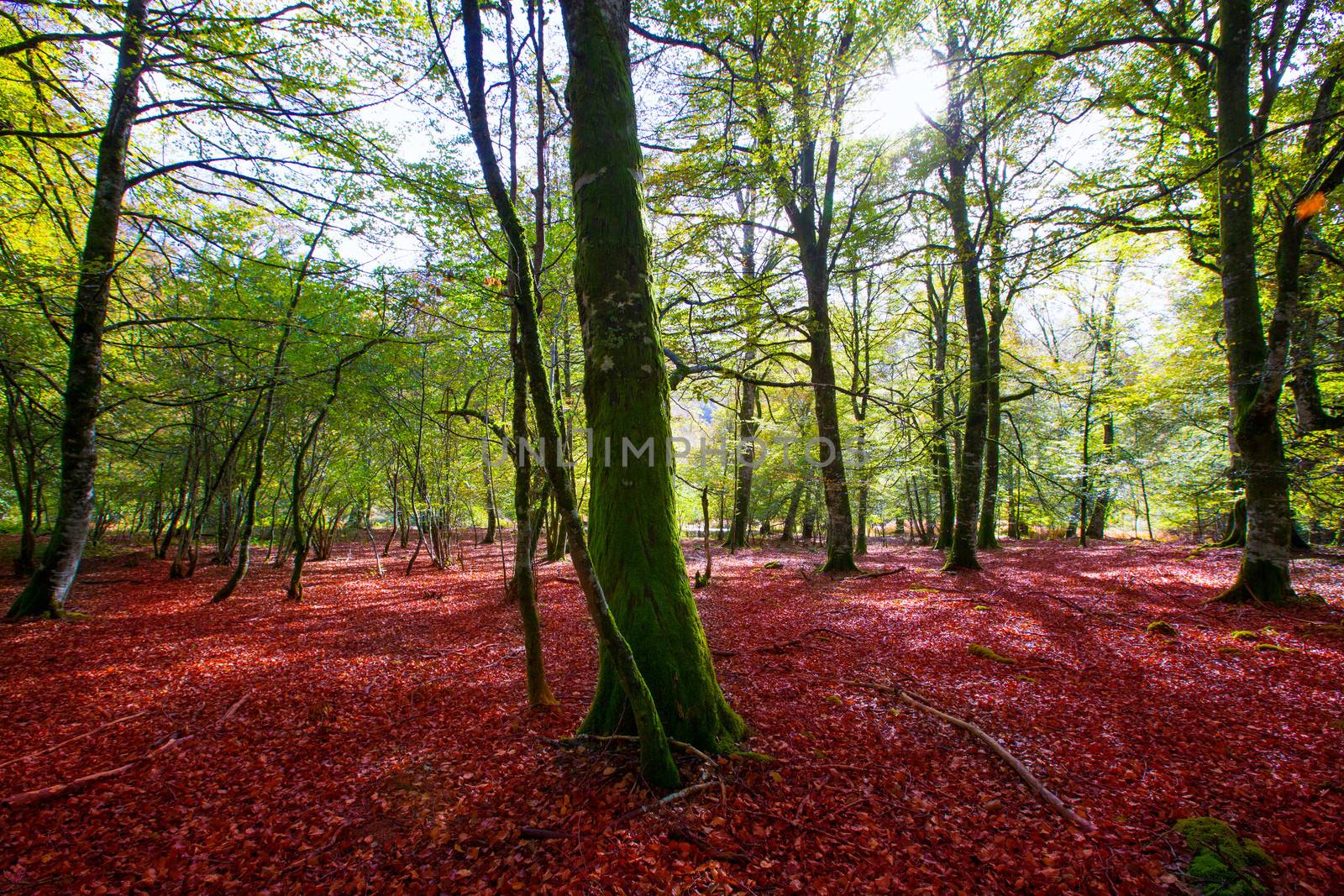 Autumn Selva de Irati fall beech jungle in Navarra Pyrenees of Spain