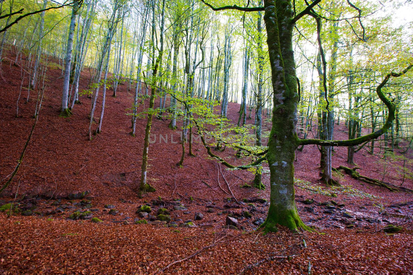 Autumn Selva de Irati fall beech jungle in Navarra Pyrenees of Spain