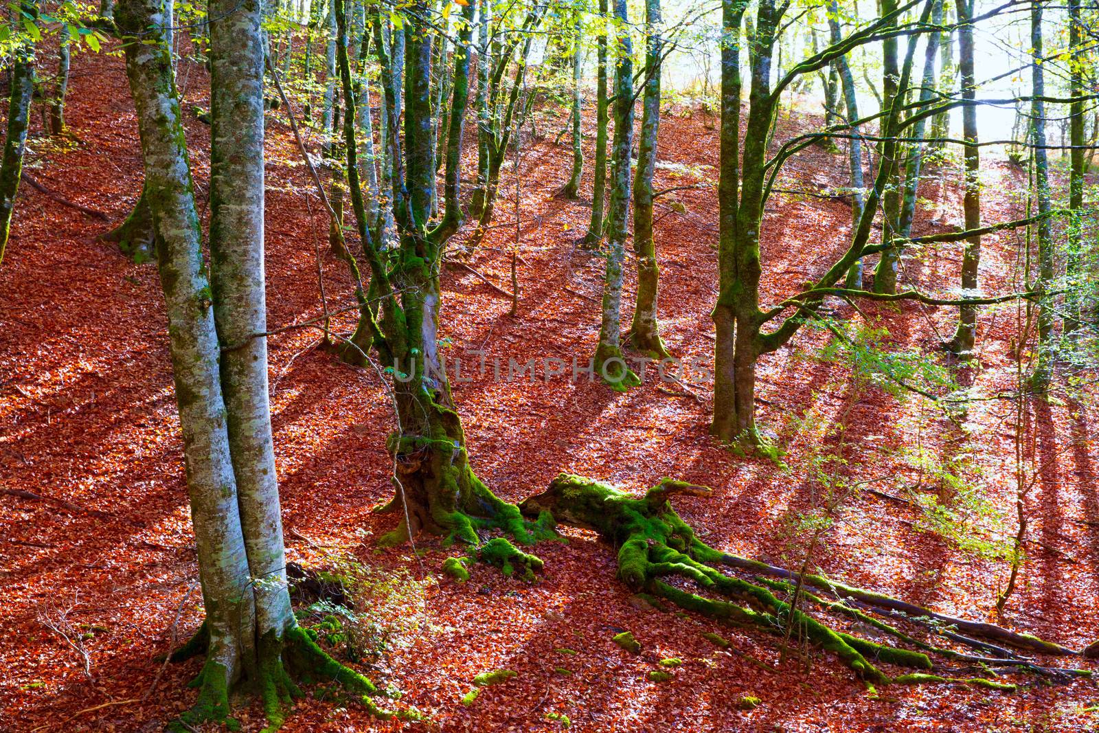 Autumn Selva de Irati beech jungle in Navarra Pyrenees Spain by lunamarina