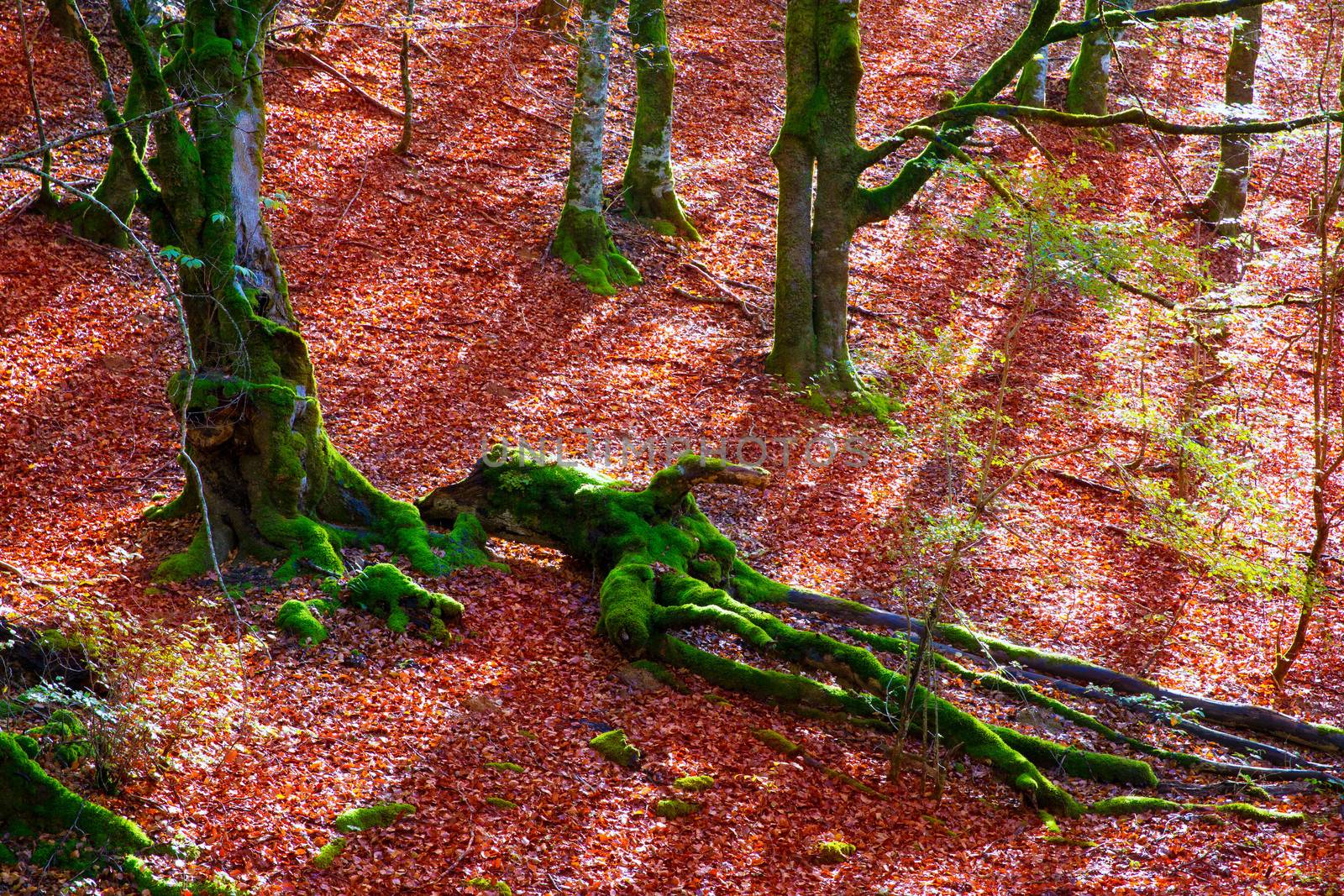 Autumn Selva de Irati beech jungle in Navarra Pyrenees Spain by lunamarina