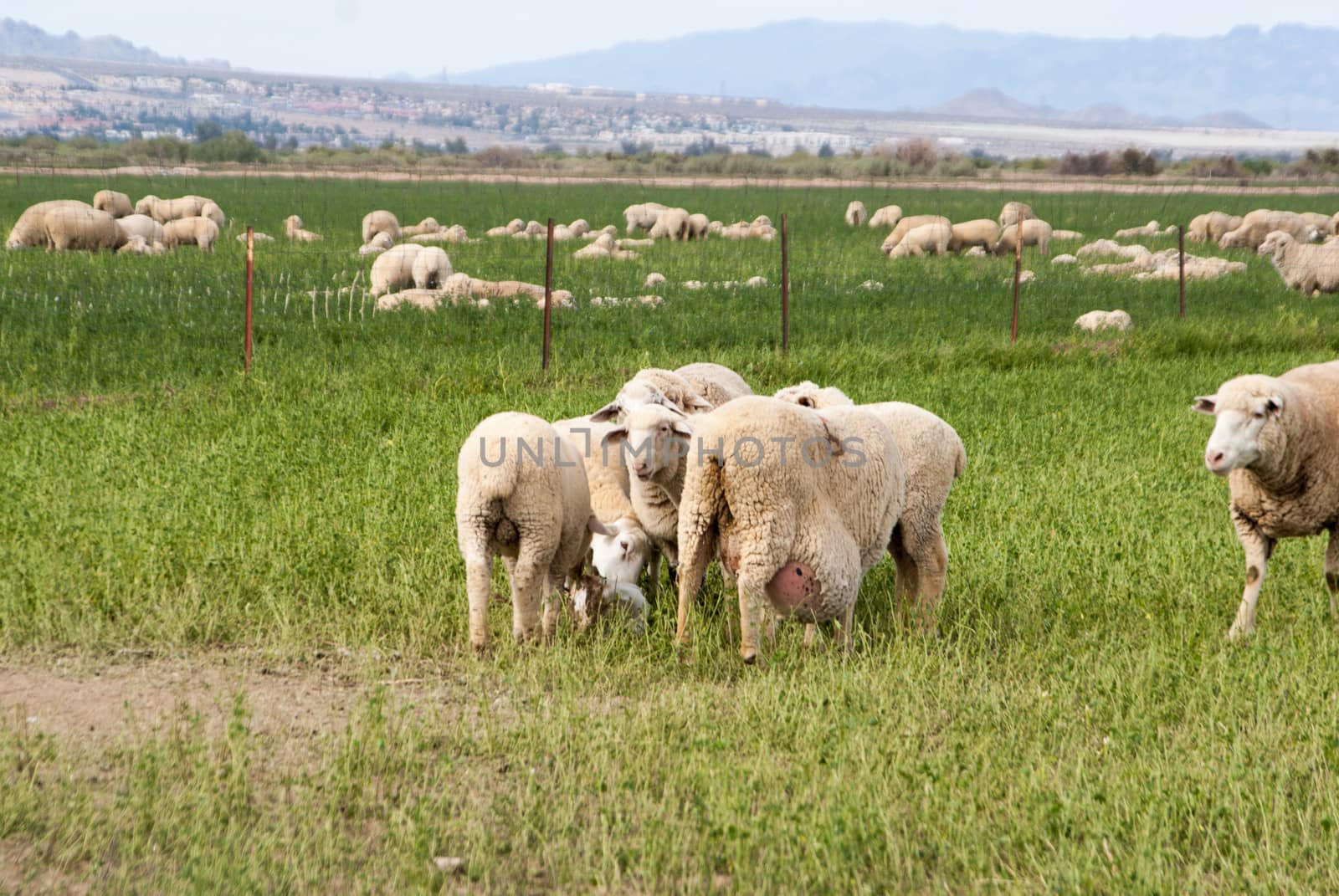 Pregnant sheep in rare pasture of Nevada desert