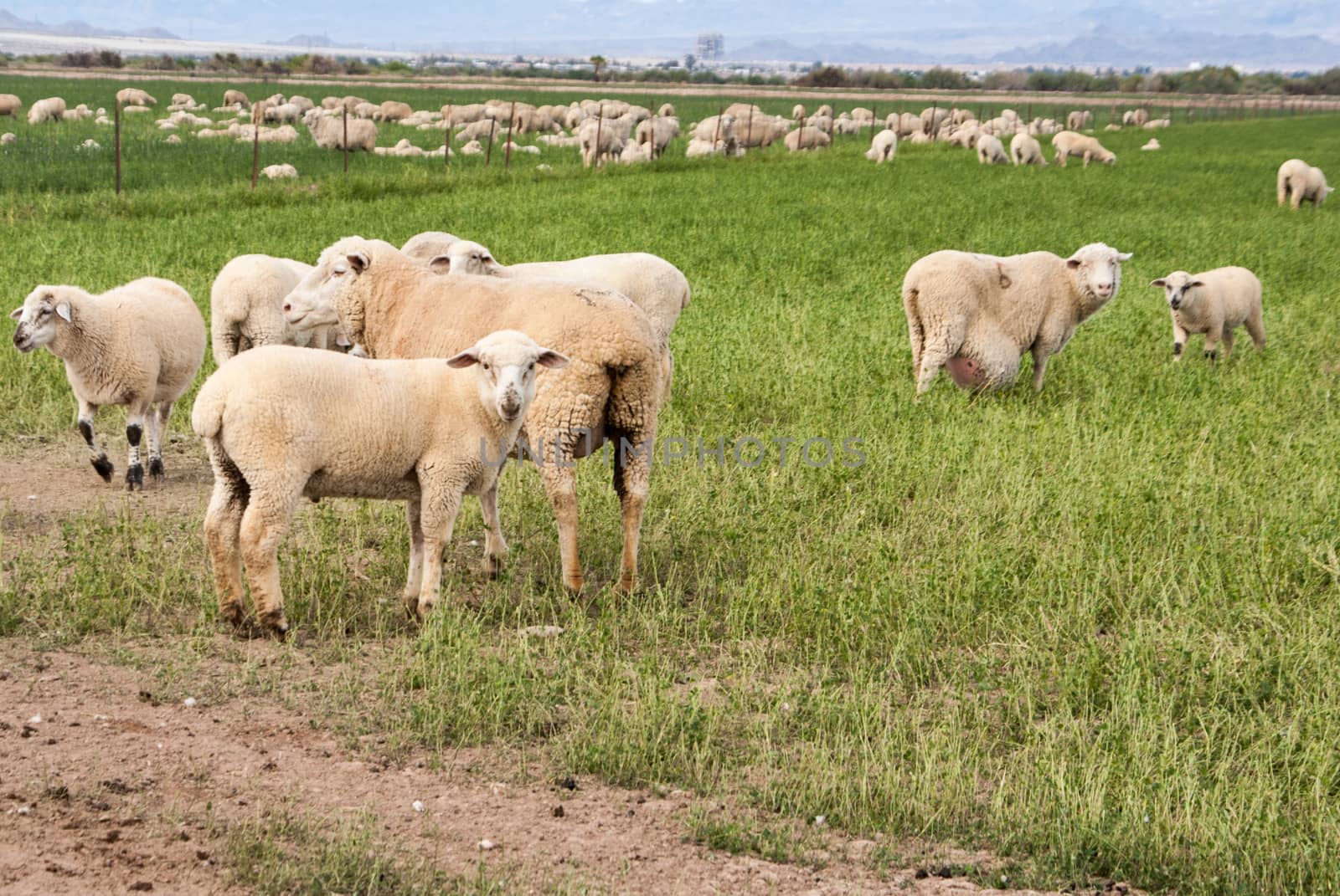 Yews and lambs in desert pasture