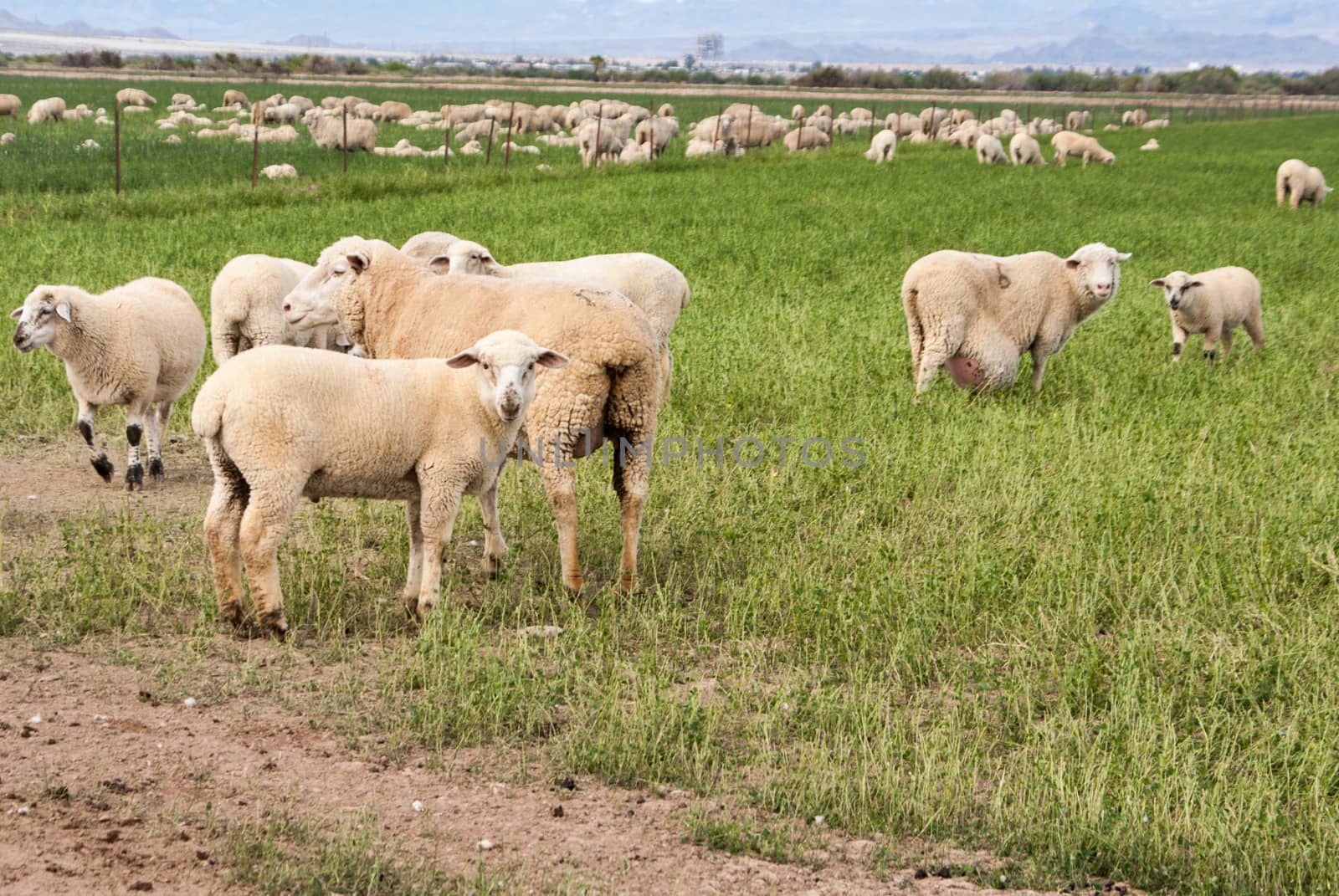 Pregnant Yews with Lambs by emattil