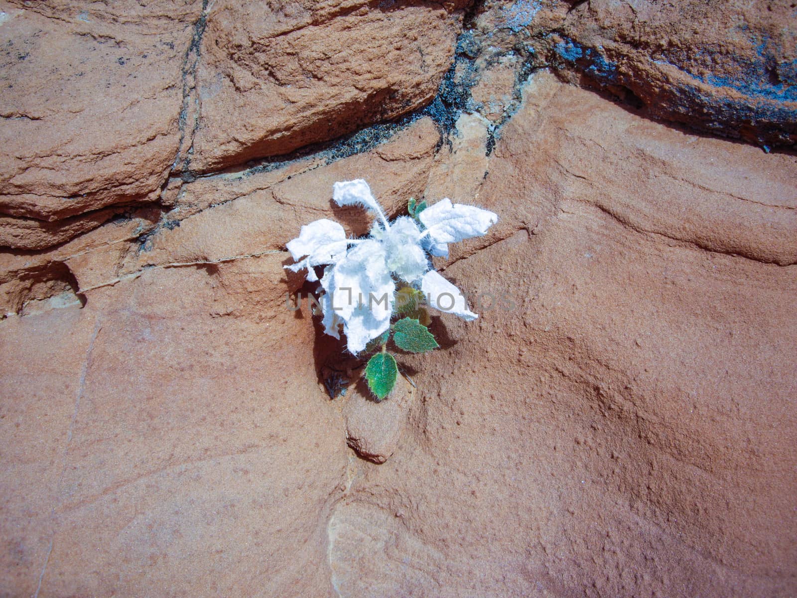 White desert flower on sandstone by emattil