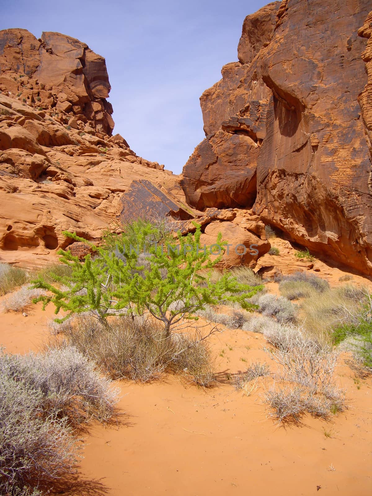 Bright green tree in Valley of Fire, Nevada