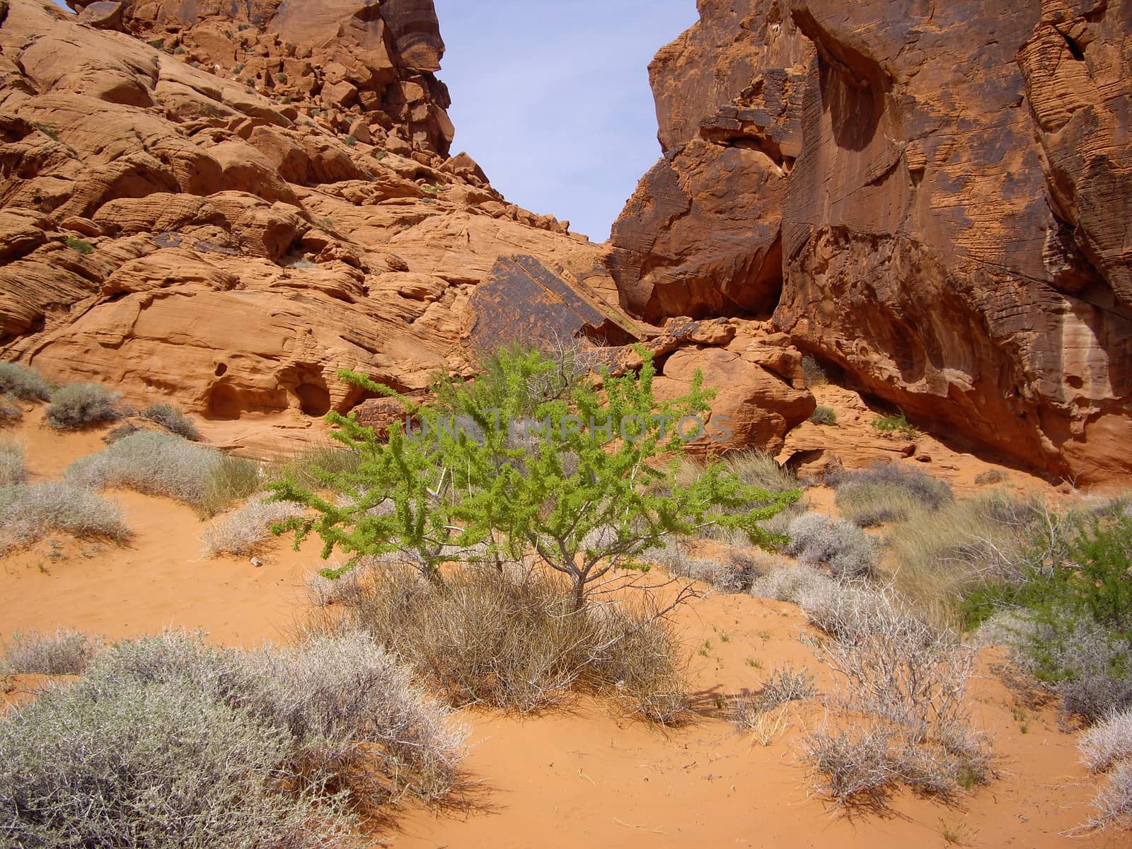 Desert flora thrives in desert of Valley of Fire State Park