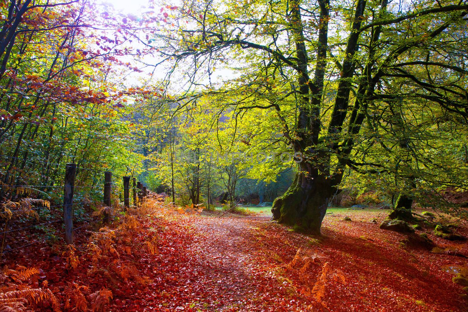 Autumn Selva de Irati beech jungle in Navarra Pyrenees Spain by lunamarina