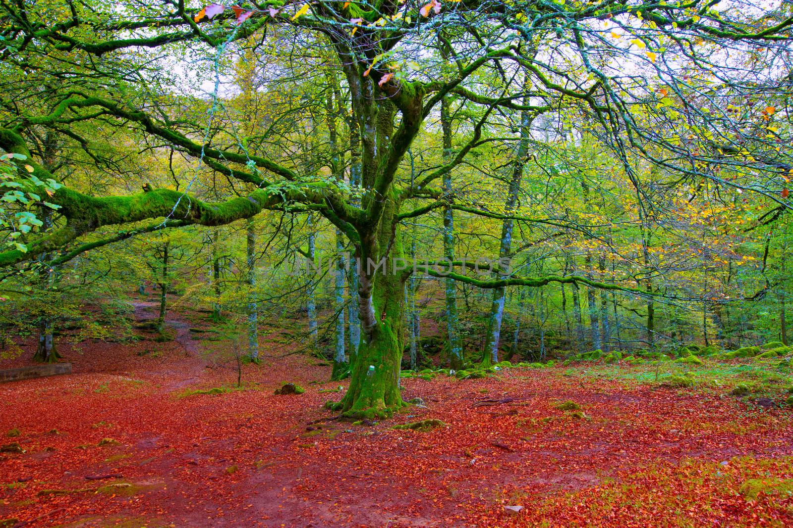 Autumn Selva de Irati fall beech jungle in Navarra Pyrenees of Spain