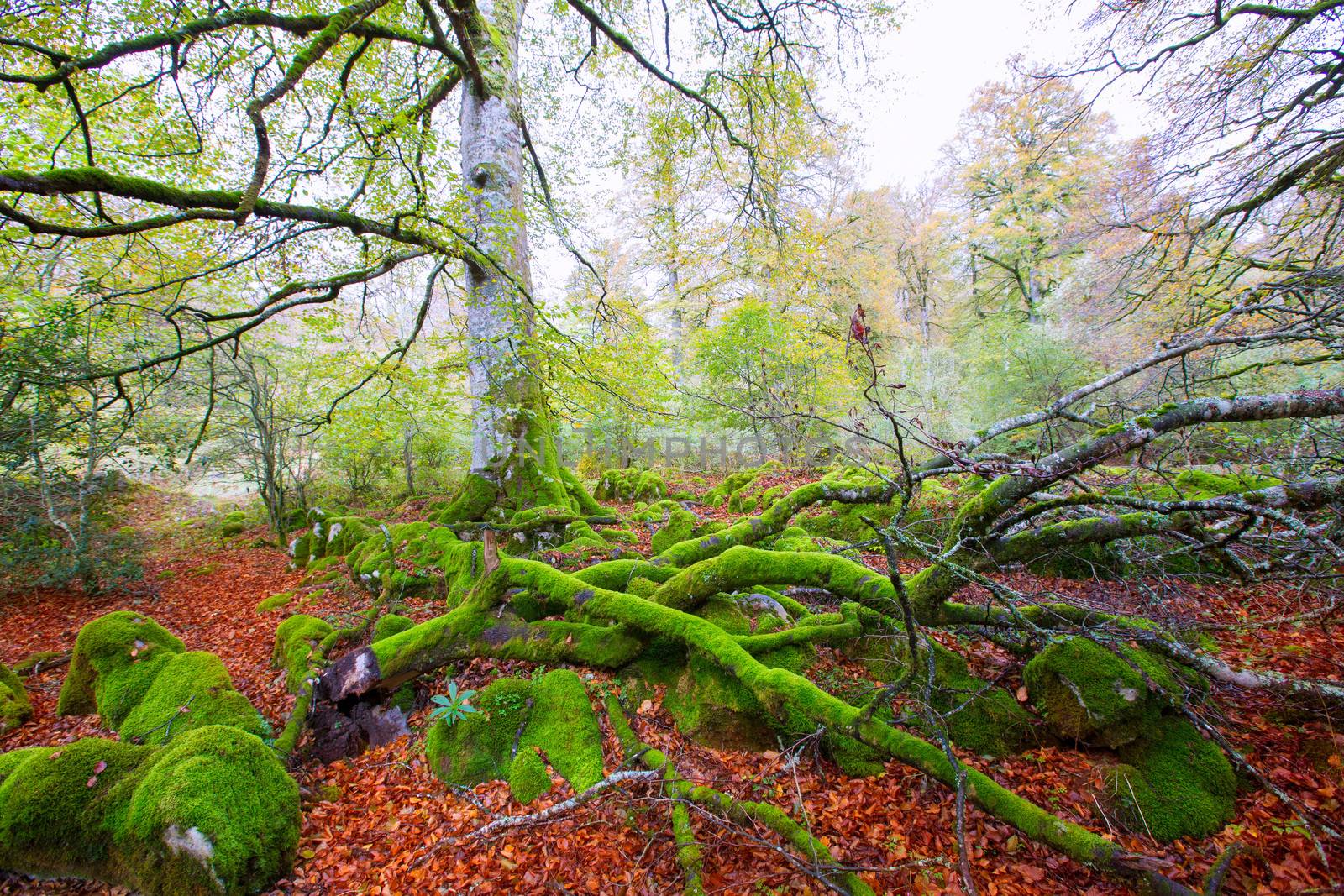 Autumn Selva de Irati beech jungle in Navarra Pyrenees Spain by lunamarina