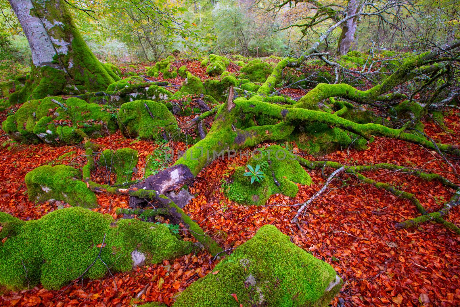 Autumn Selva de Irati beech jungle in Navarra Pyrenees Spain by lunamarina