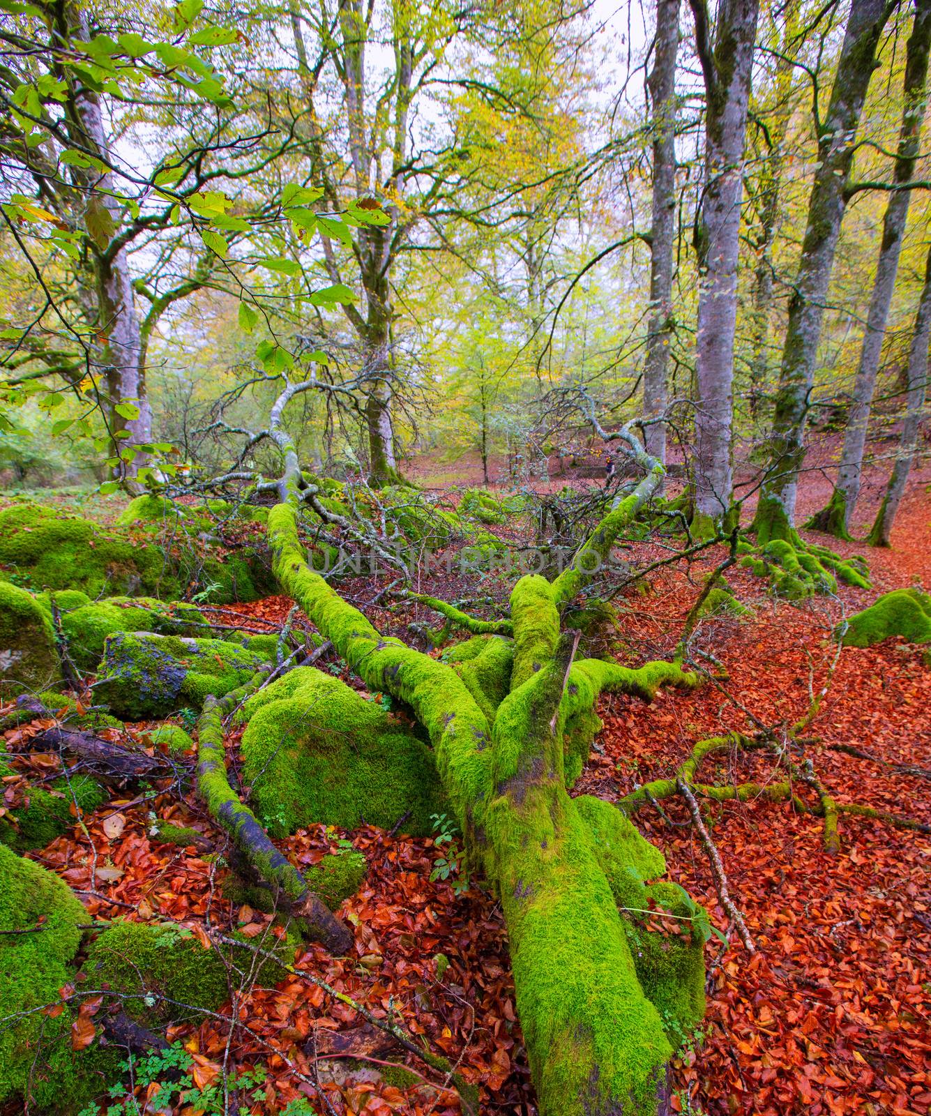 Autumn Selva de Irati fall beech jungle in Navarra Pyrenees of Spain