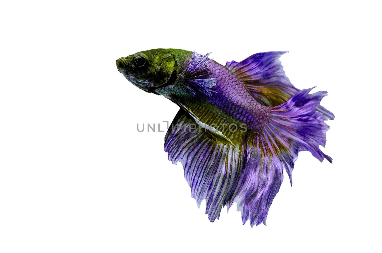 fighting fish, betta on black background  by 9george