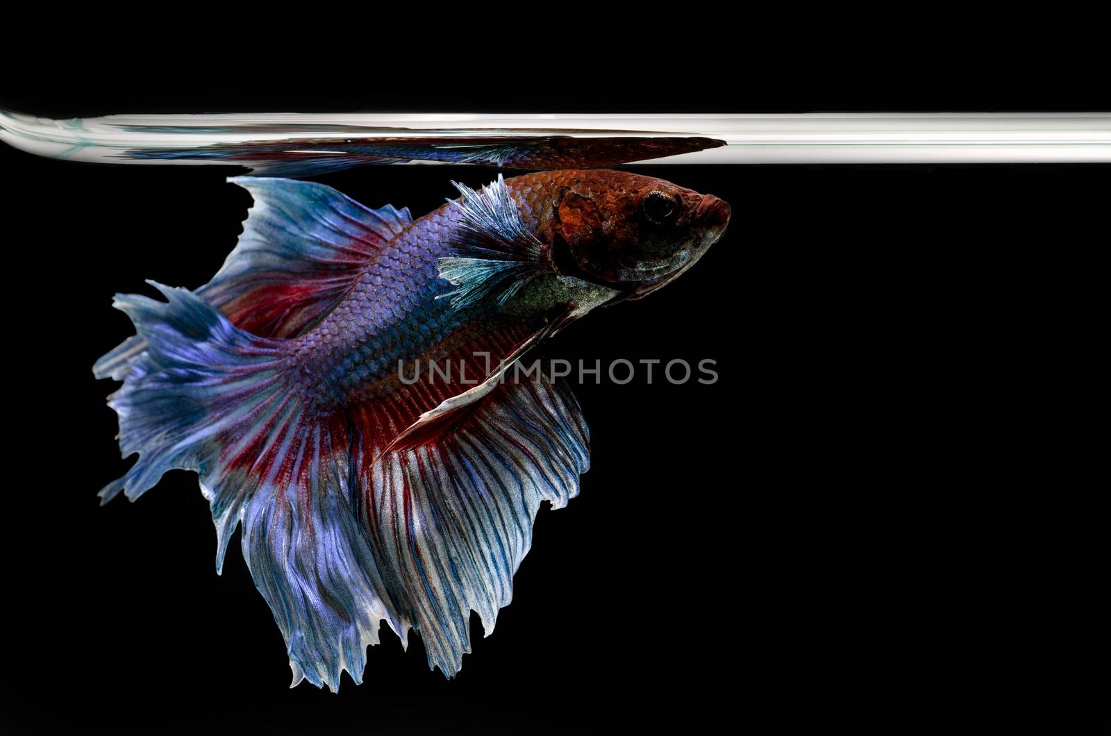 fighting fish, betta on black background by 9george