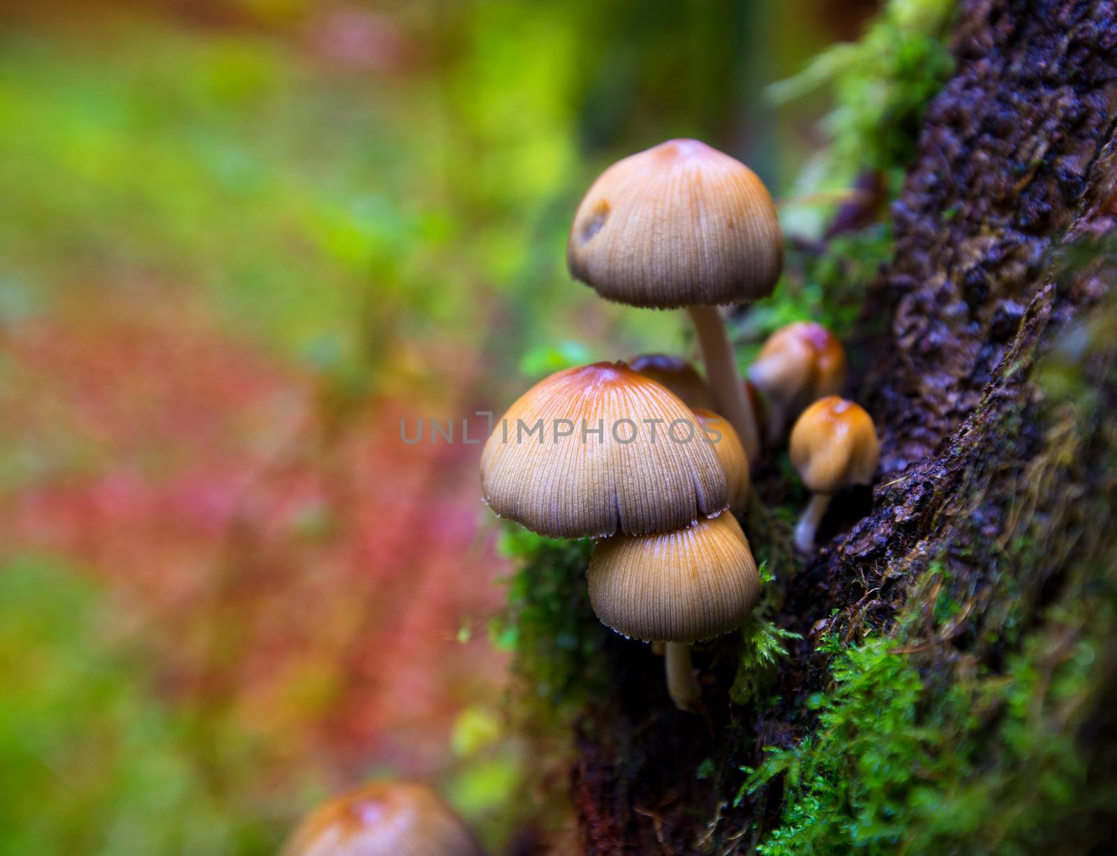 Psilocybe mushrooms in a beech tree trunk at Irati Navarra Pyrenees of Spain