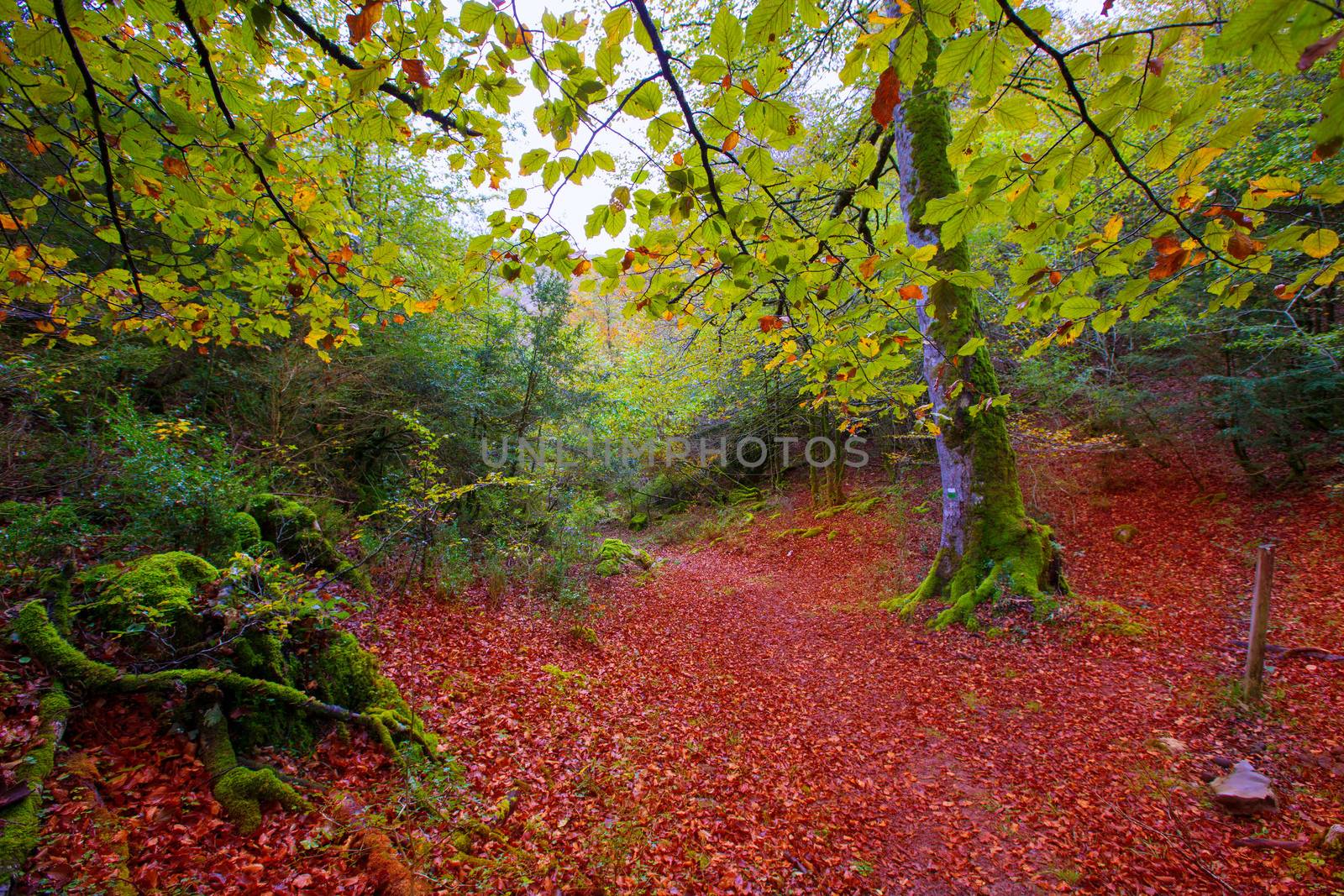 Autumn Selva de Irati fall beech jungle in Navarra Pyrenees of Spain