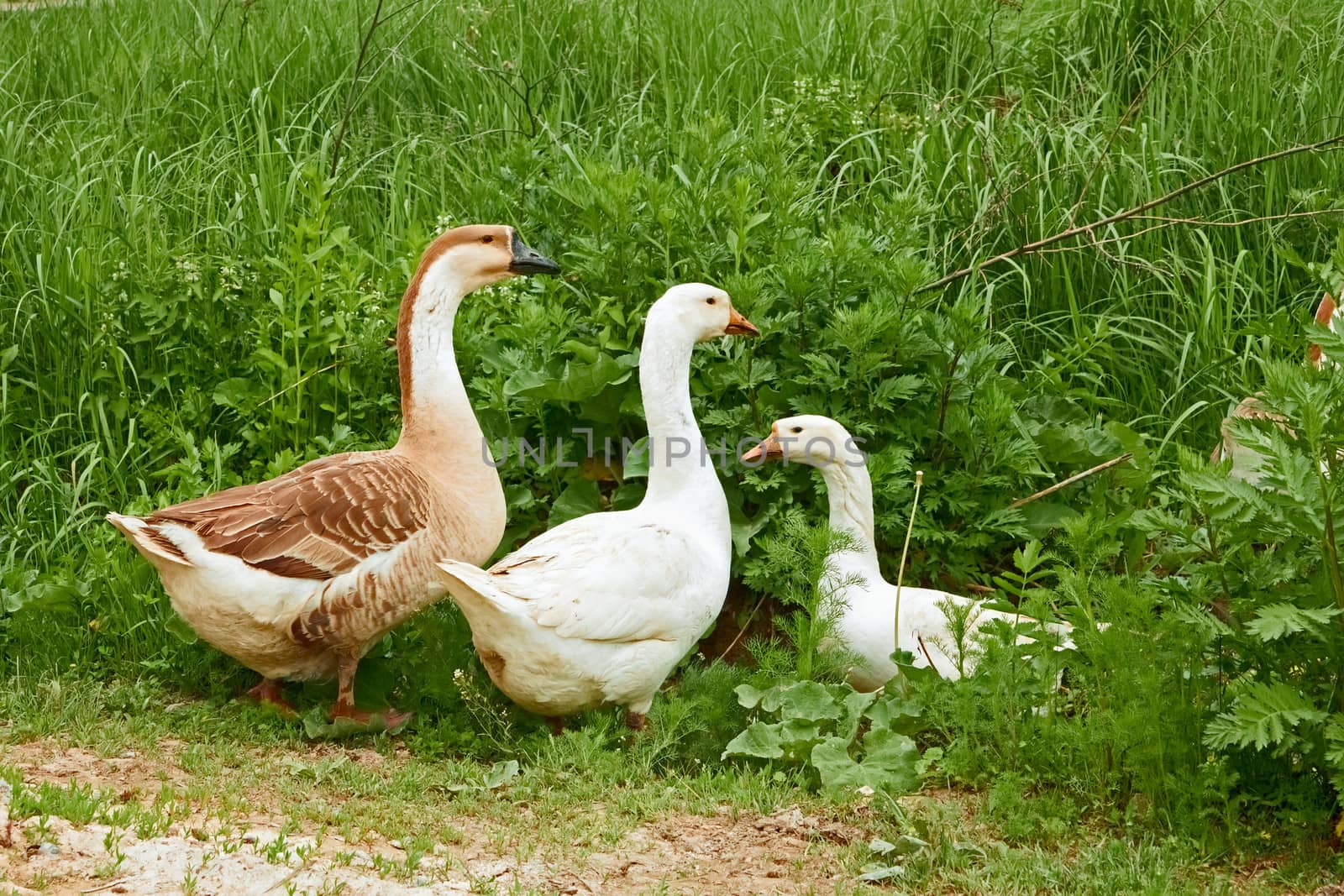 Two geese and goose on the meadow by qiiip