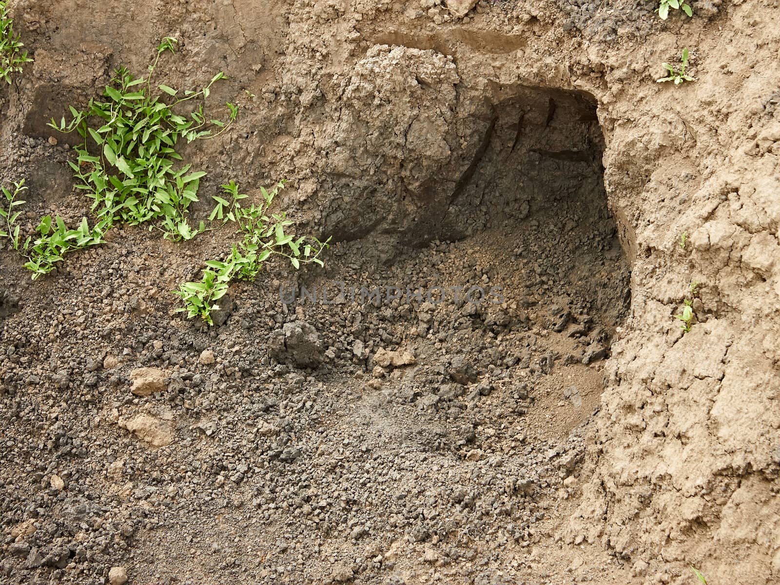 Recently niche dug in the clay soil