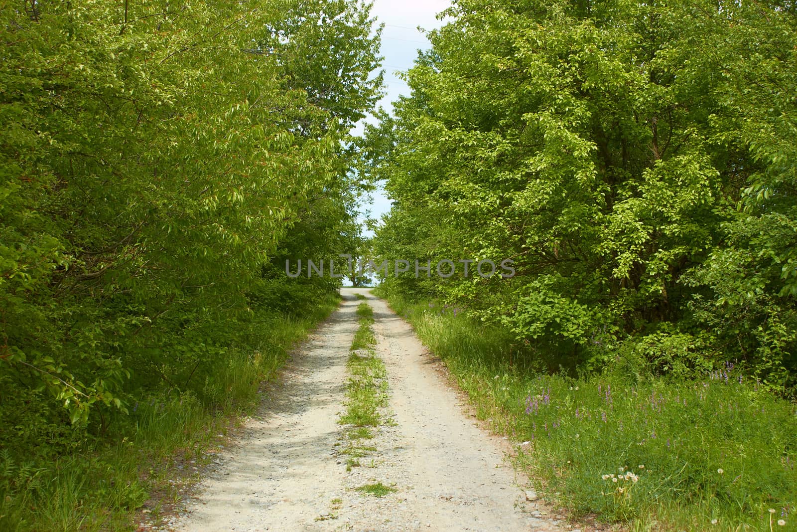 Rural road between trees by qiiip