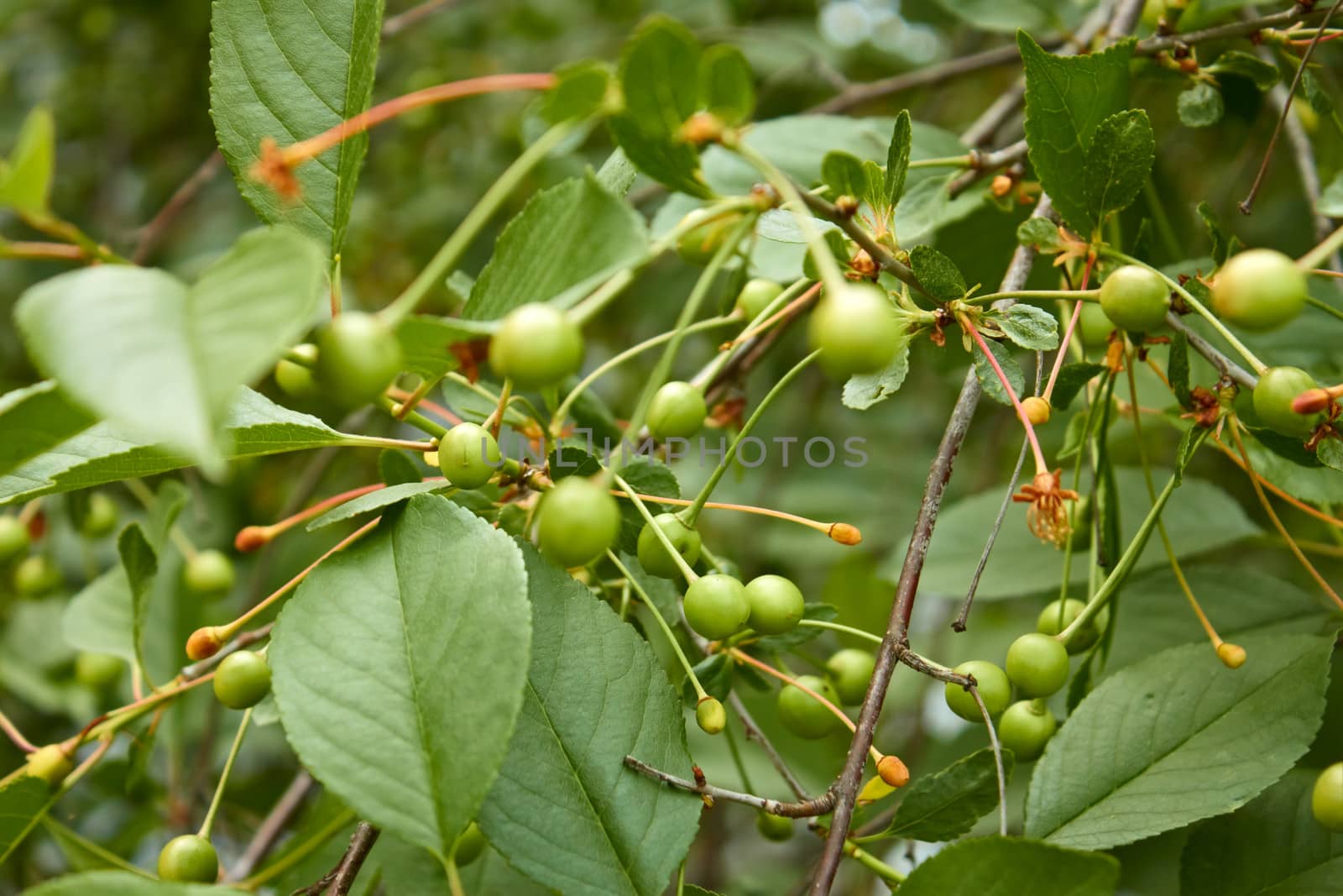 Green unripe fruit of cherry tree moved lightly on the branches in windy weather