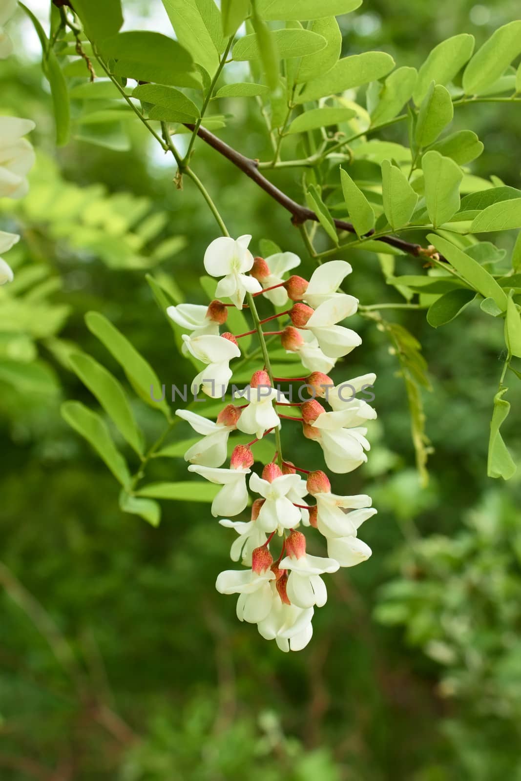 Flowering acacia inflorescence against a background of branches and leaves