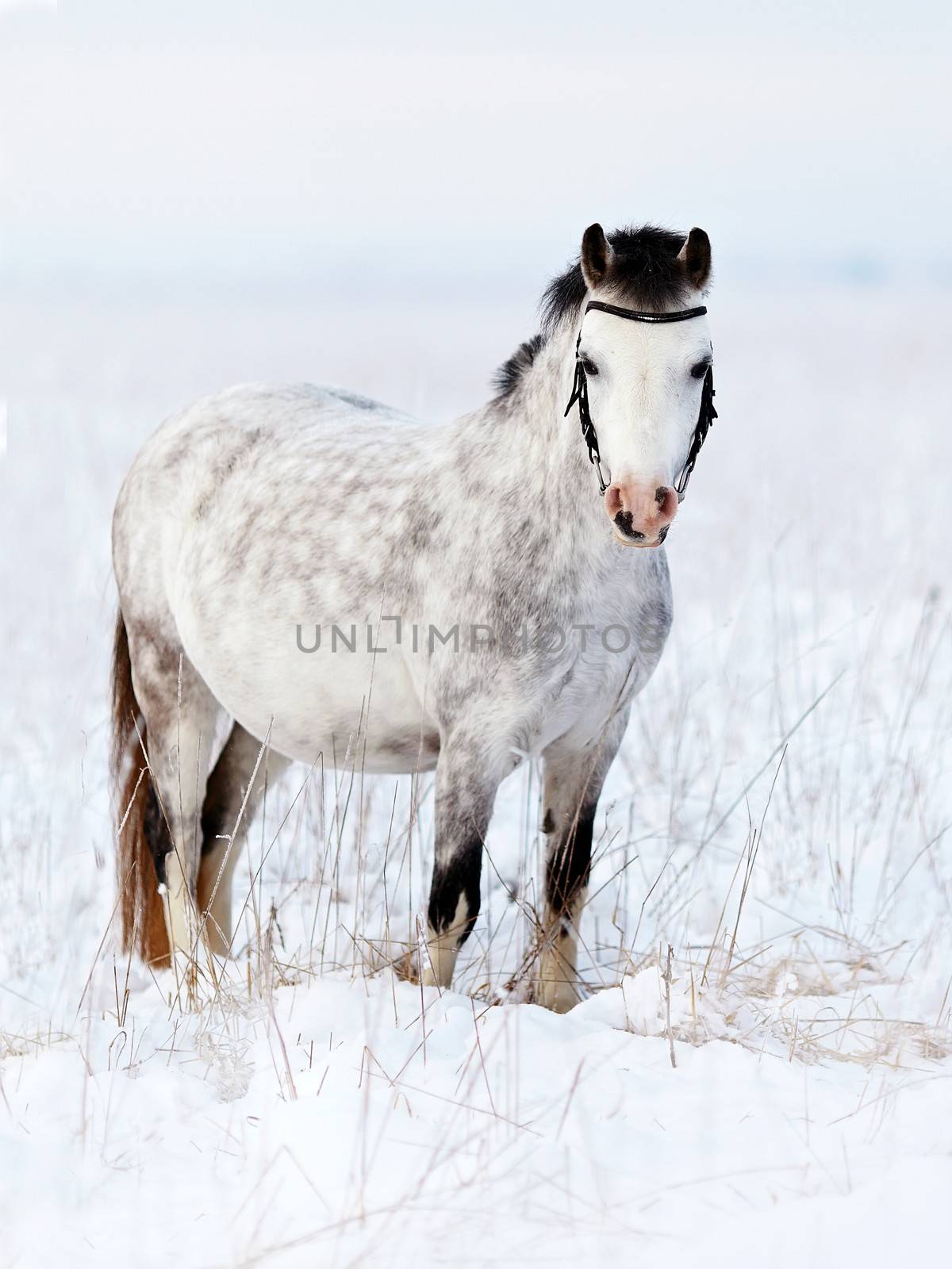 Gray mare in the field. by Azaliya