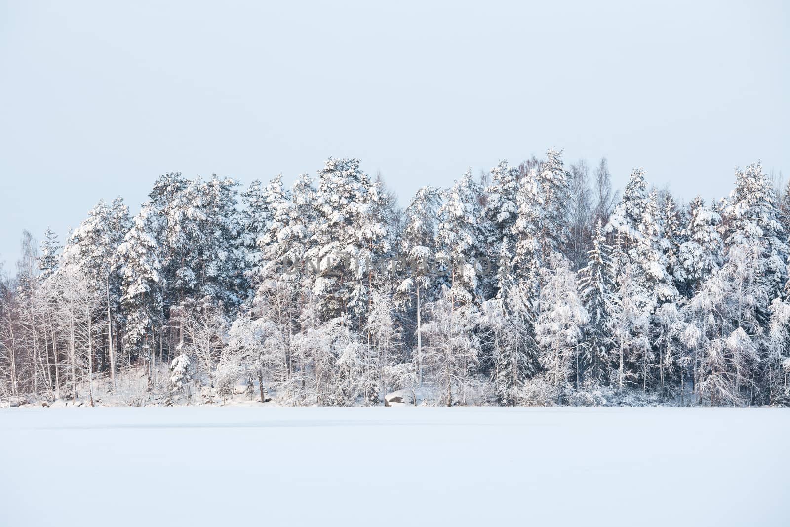 Snow frozen lake and forest in finland by juhku