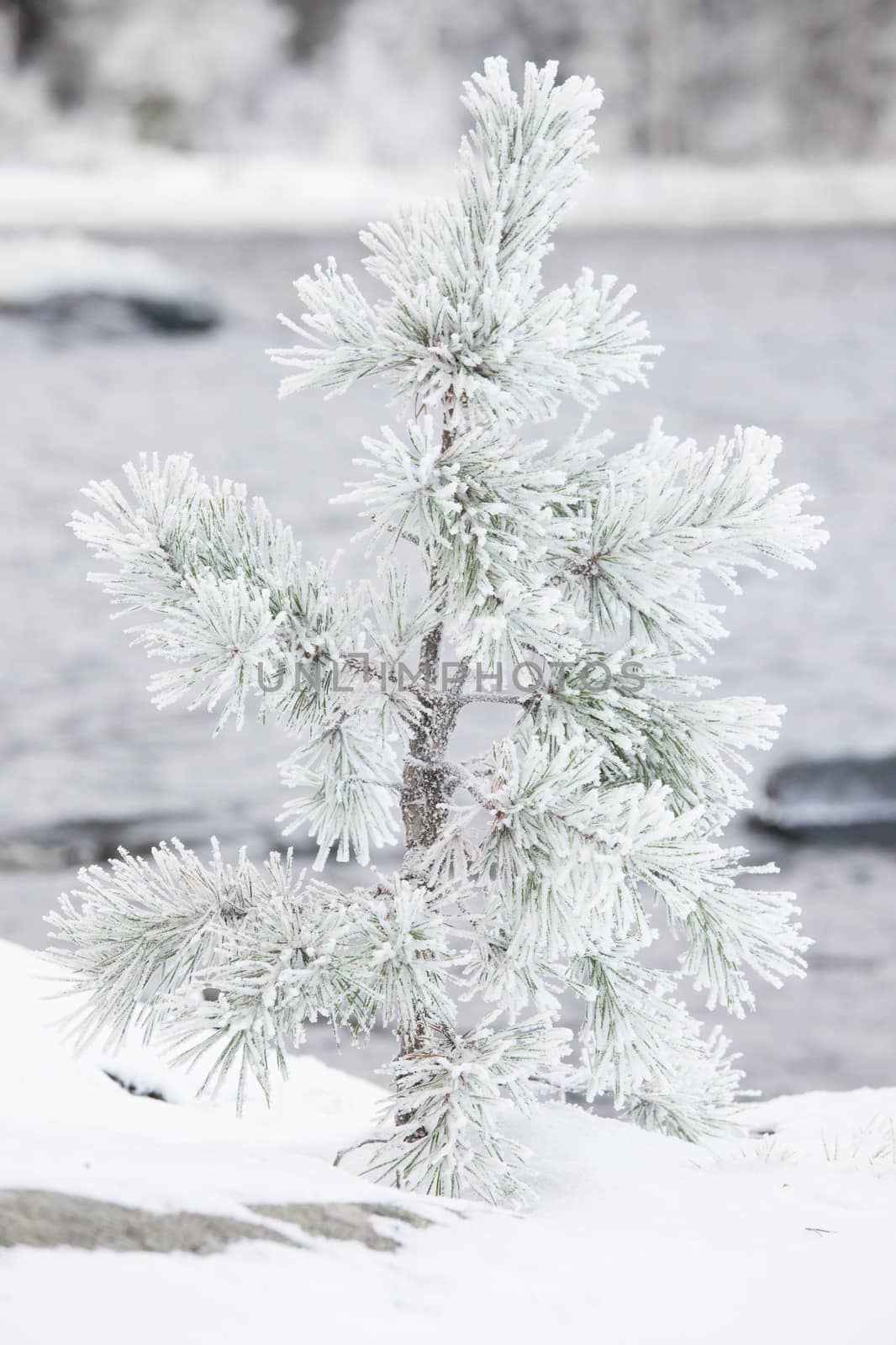 Small tree covered in snow